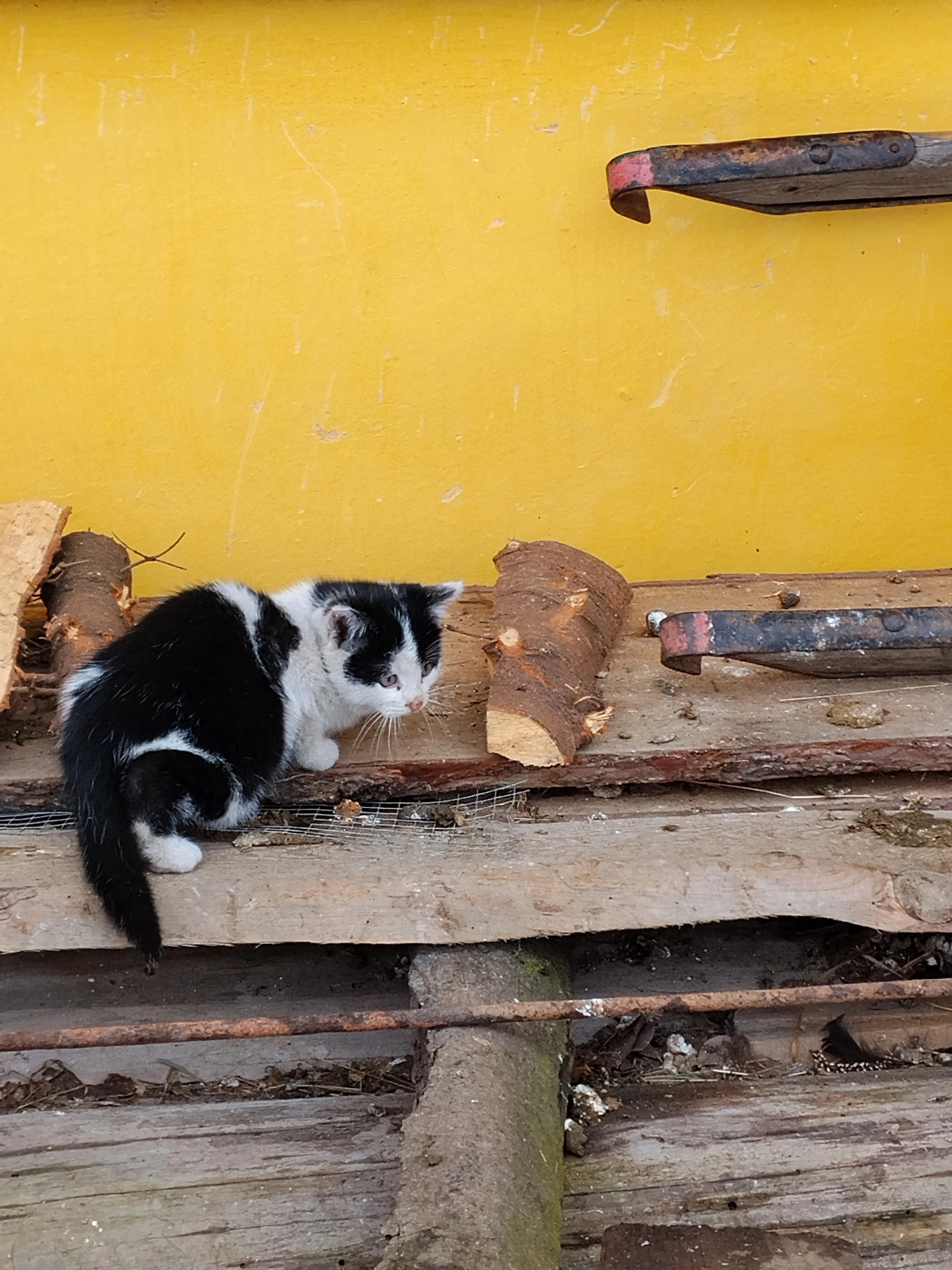 Kocourek černobílý