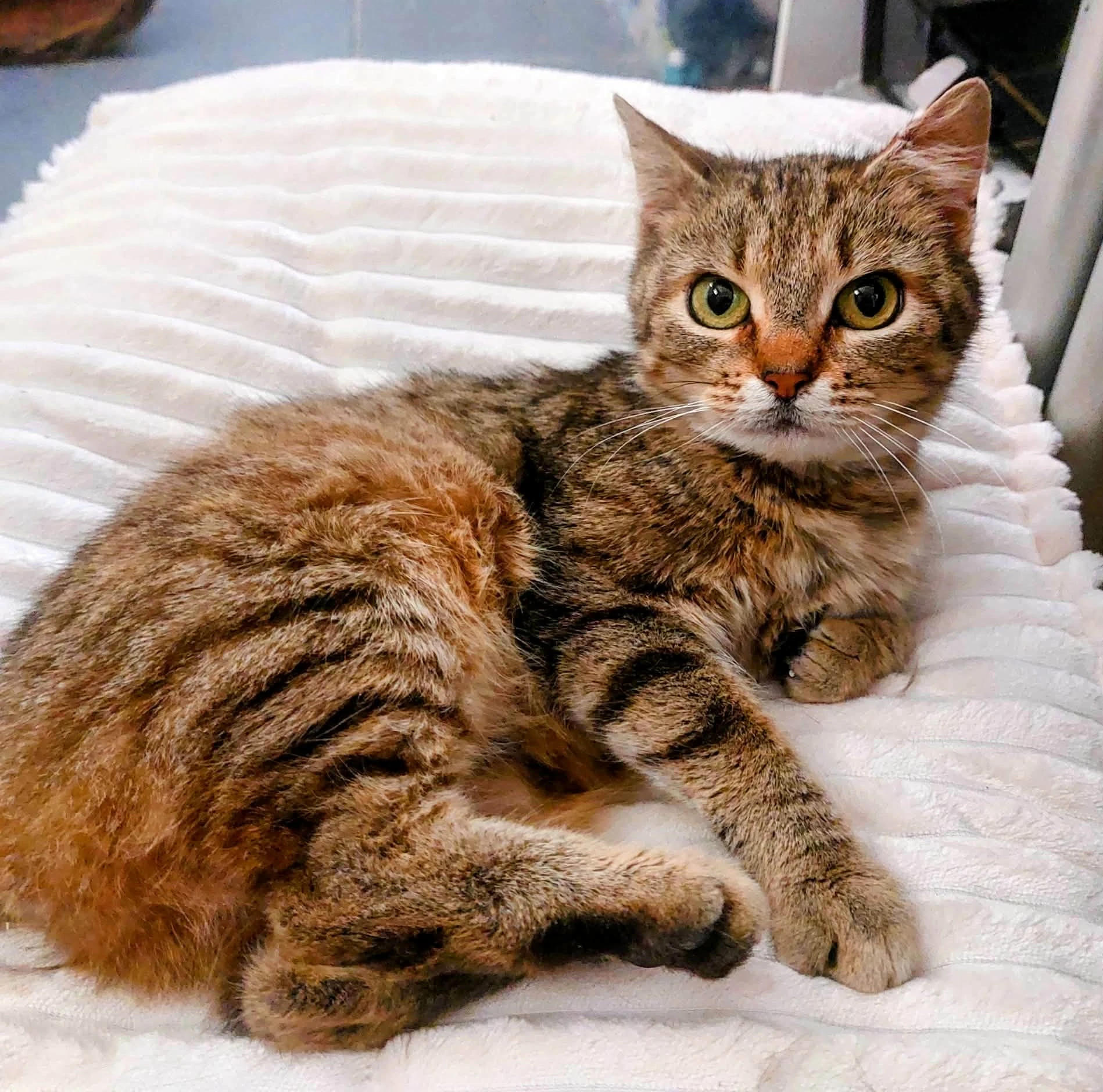 Kočička Cute hledá nový domov