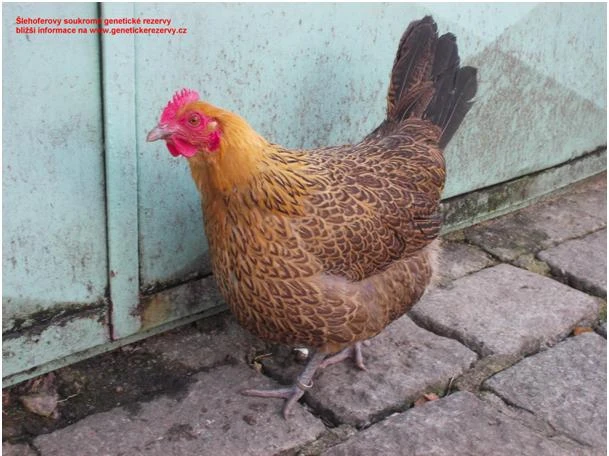 Česká zlatá kropenka - kuřice - Liberec - Benešov - Příbram