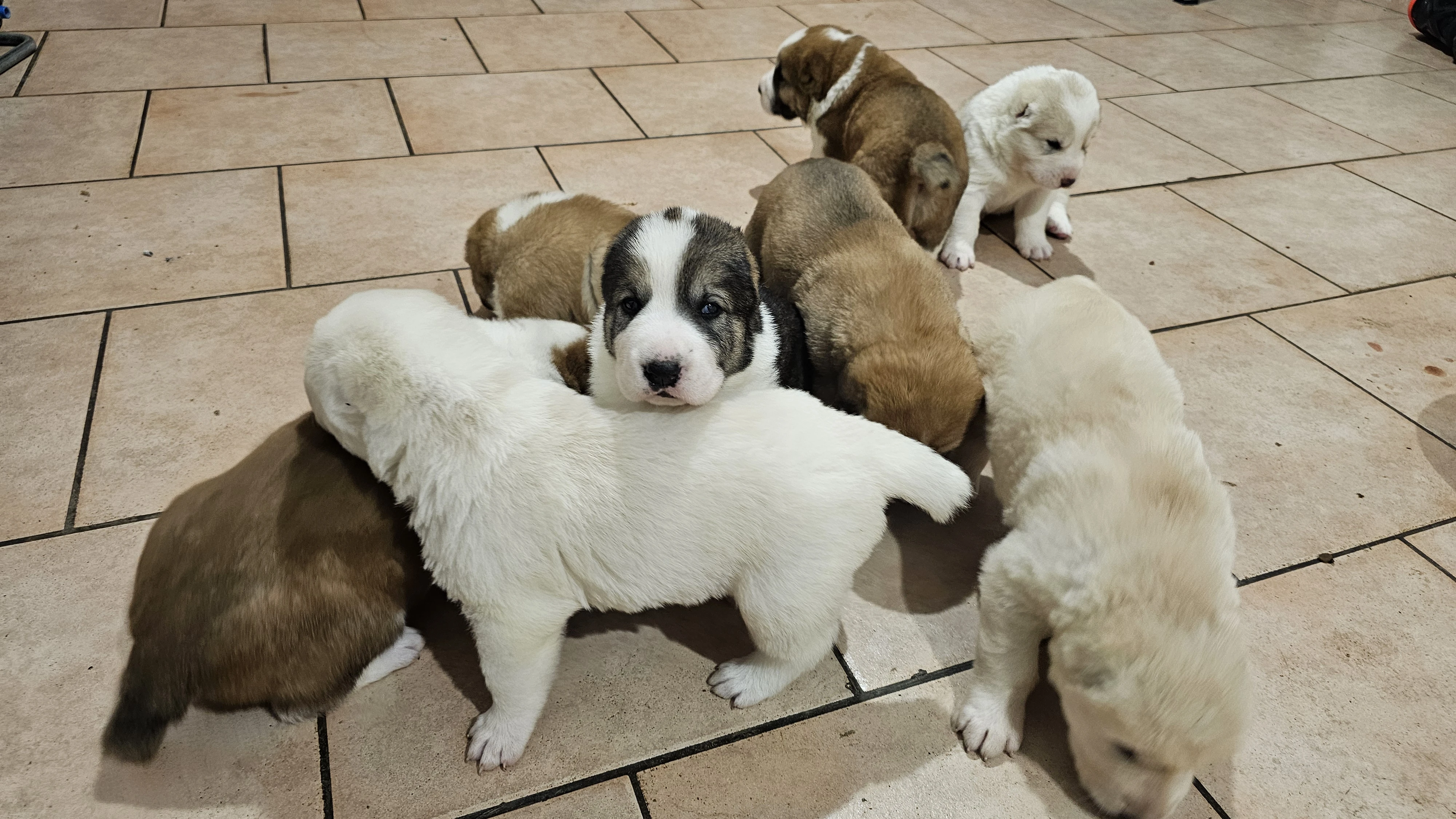 Stredoázijský pastiersky pes – šteniatka s PP z chovnej stanice Al-Azhar