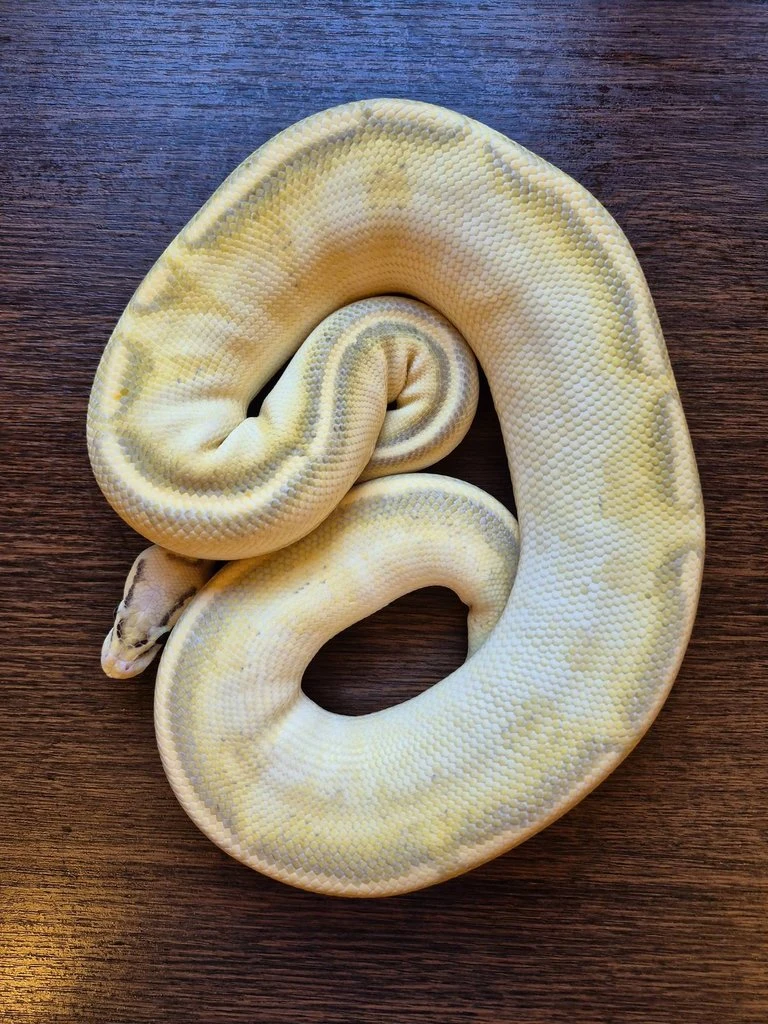 Python Regius - adult