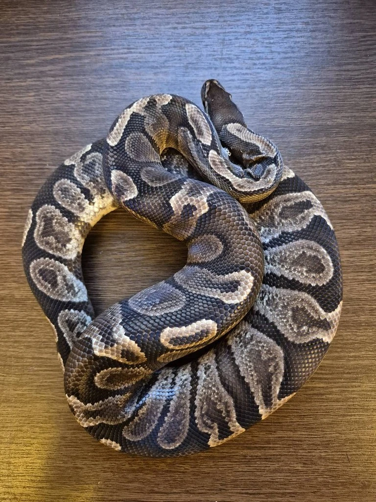Python Regius - adult