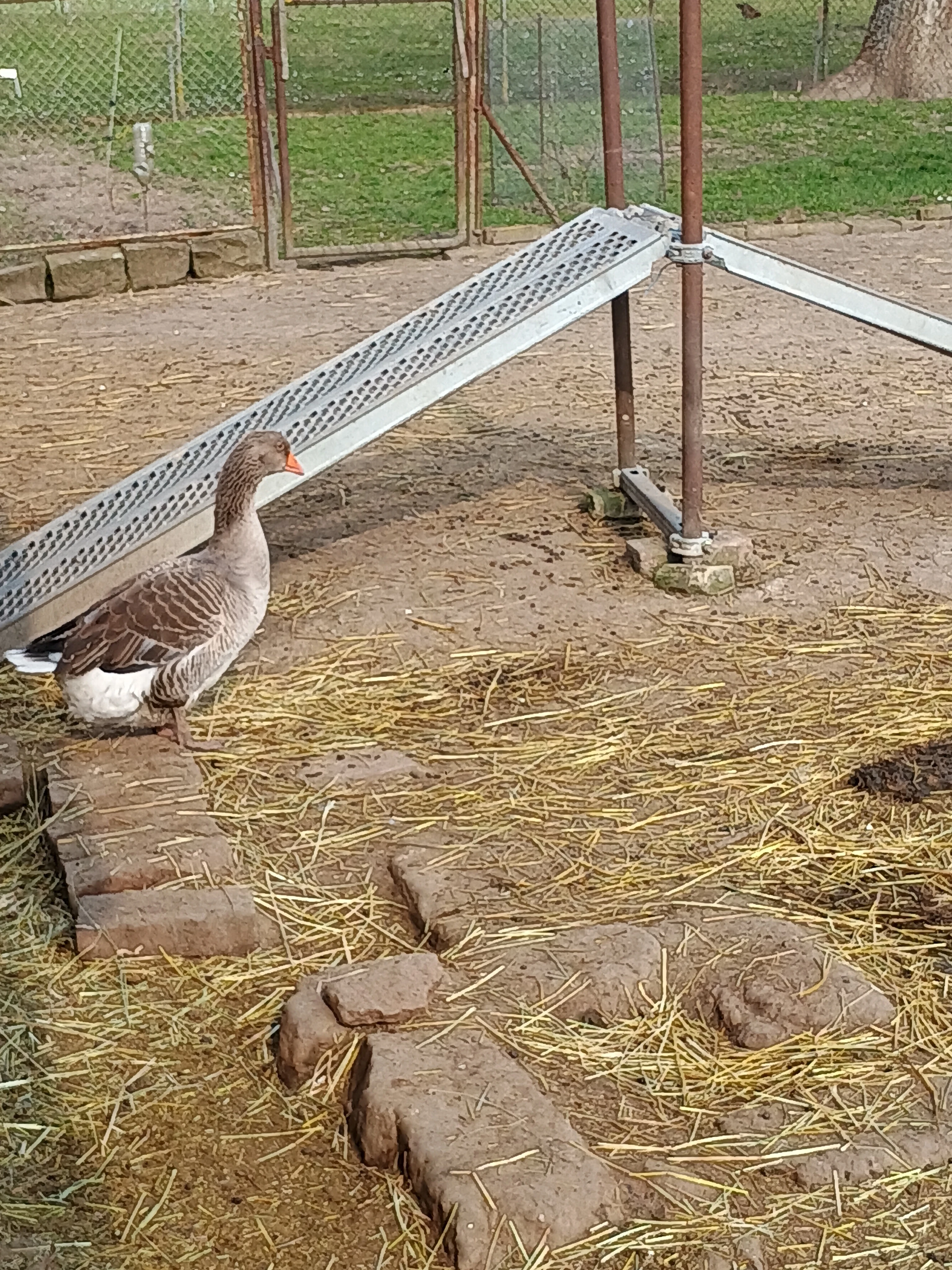 Prodám landeskou husu