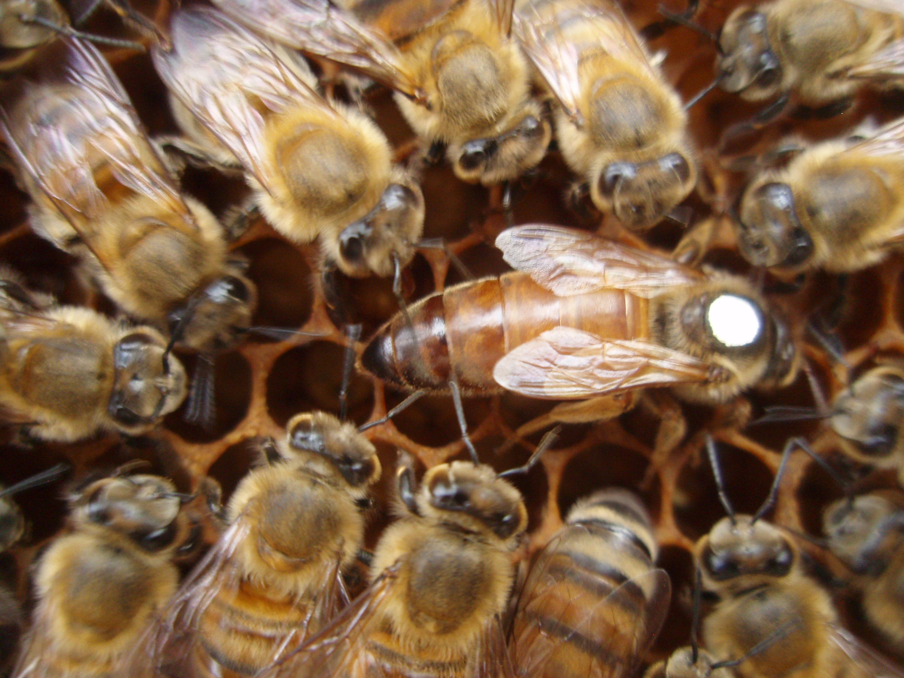 Včelí matky buckfast