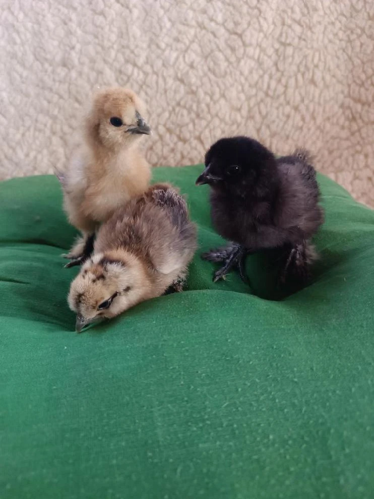 Hedvábničky - kuřátka