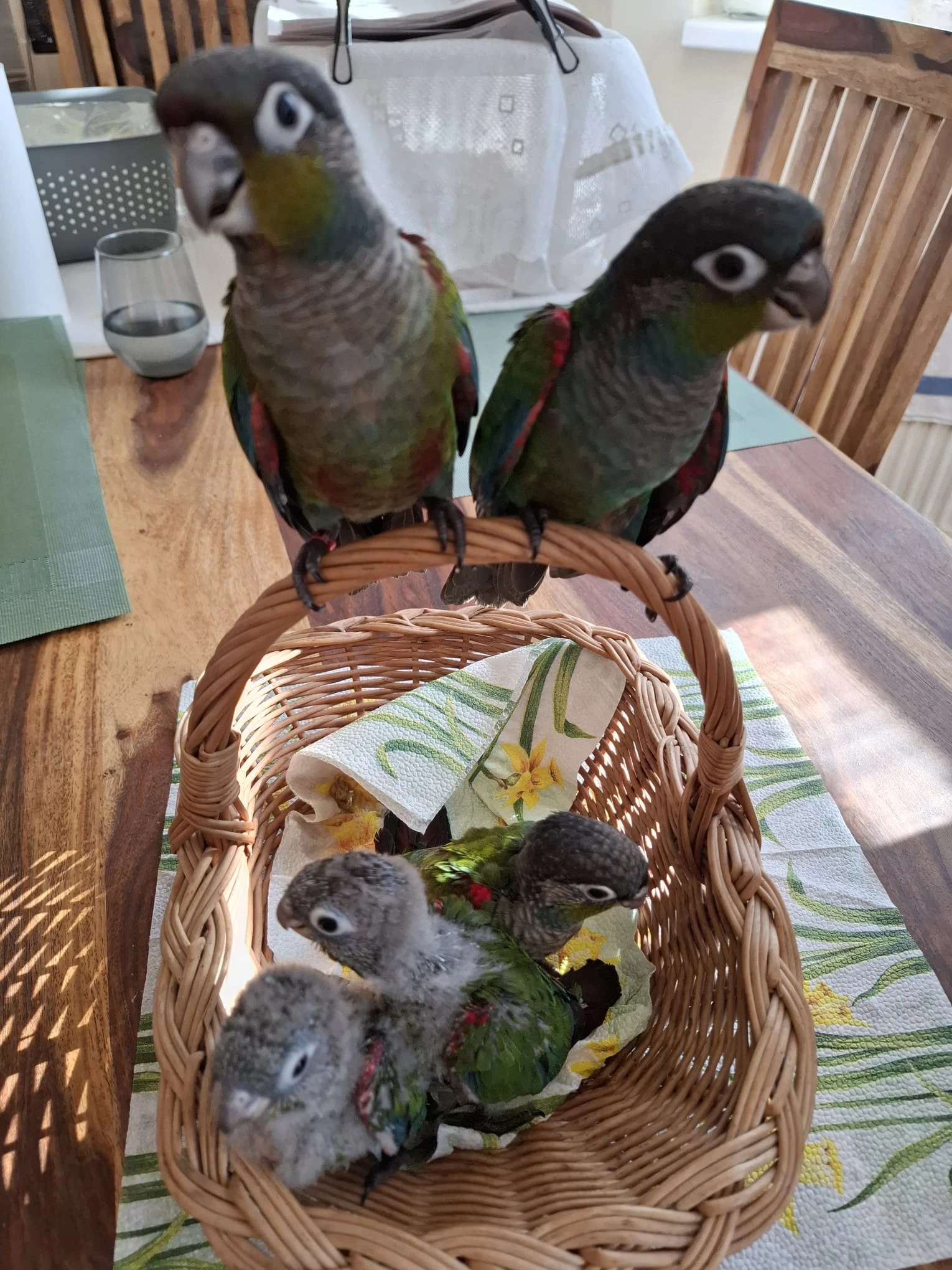 Ručně dokrmená mláďata pyrury červenobřichého