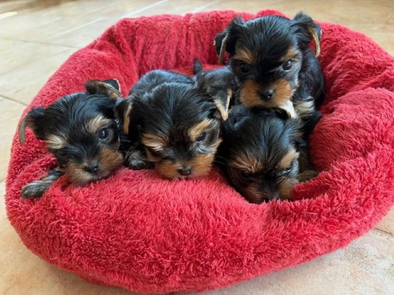 Jorkšírek k výběru a rezervaci