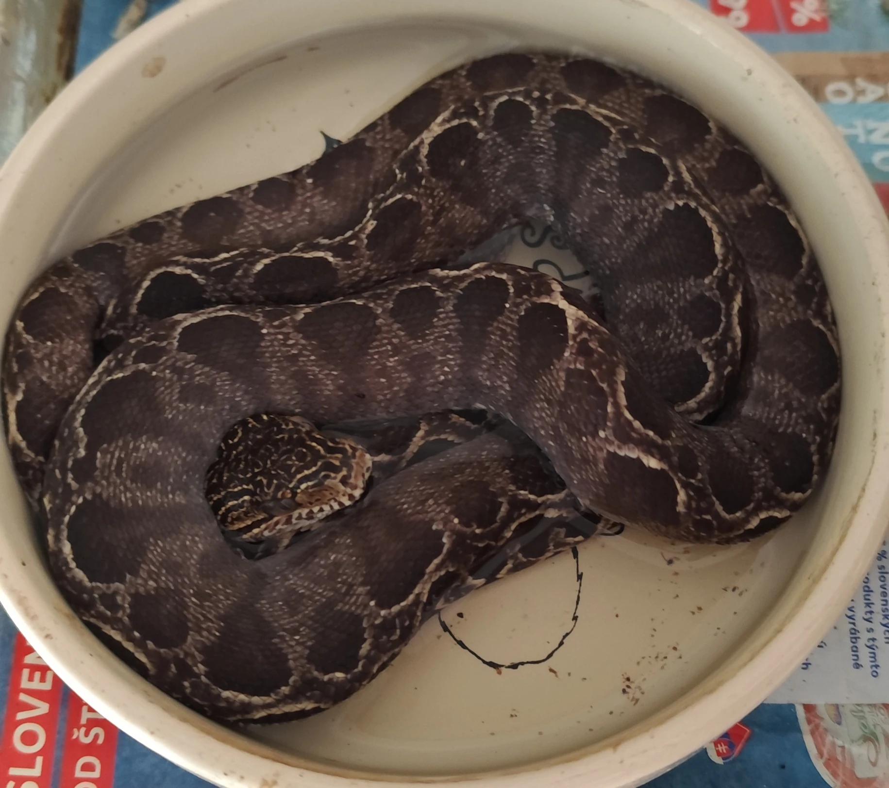 Hady na živú exotiku