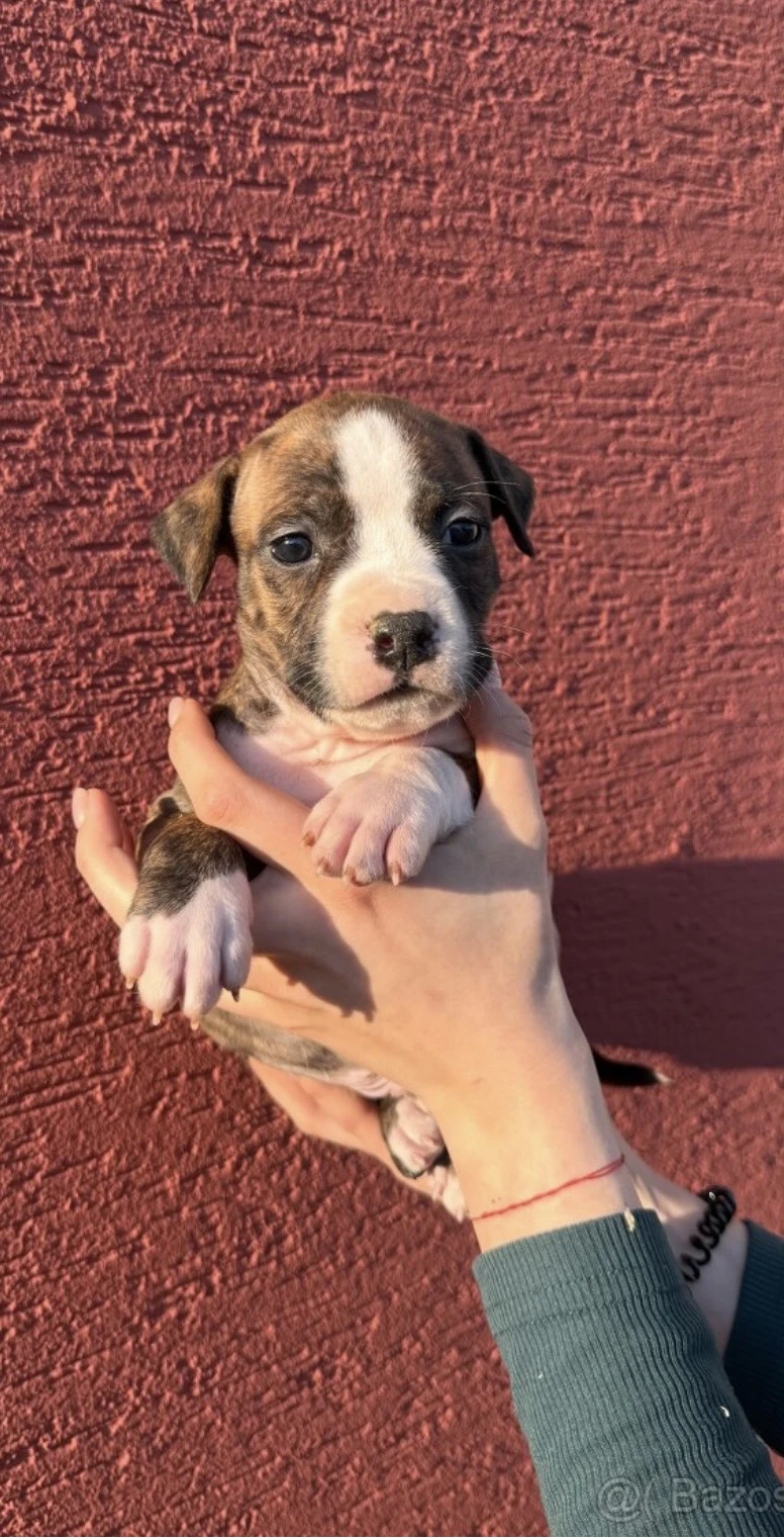 Štěňata s PP Americký staffordsirsky teriér