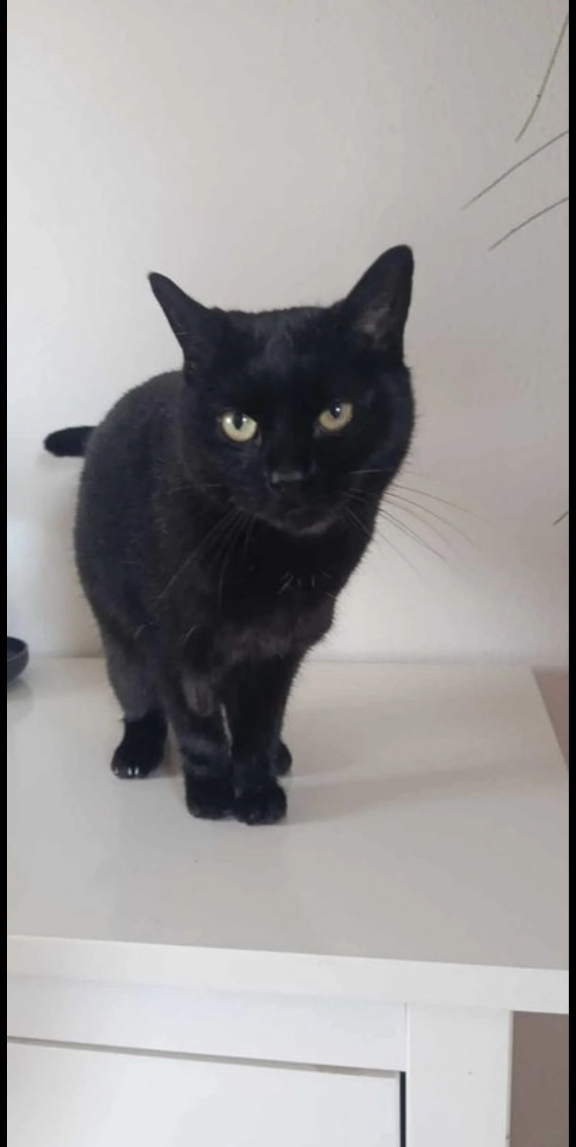 Perchta - mazliva kočička čeká na štěstí