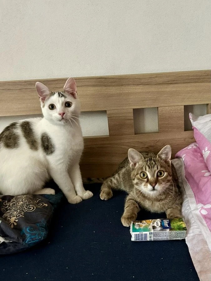 Dream a Angel - kocourci jsou připraveni bydlet