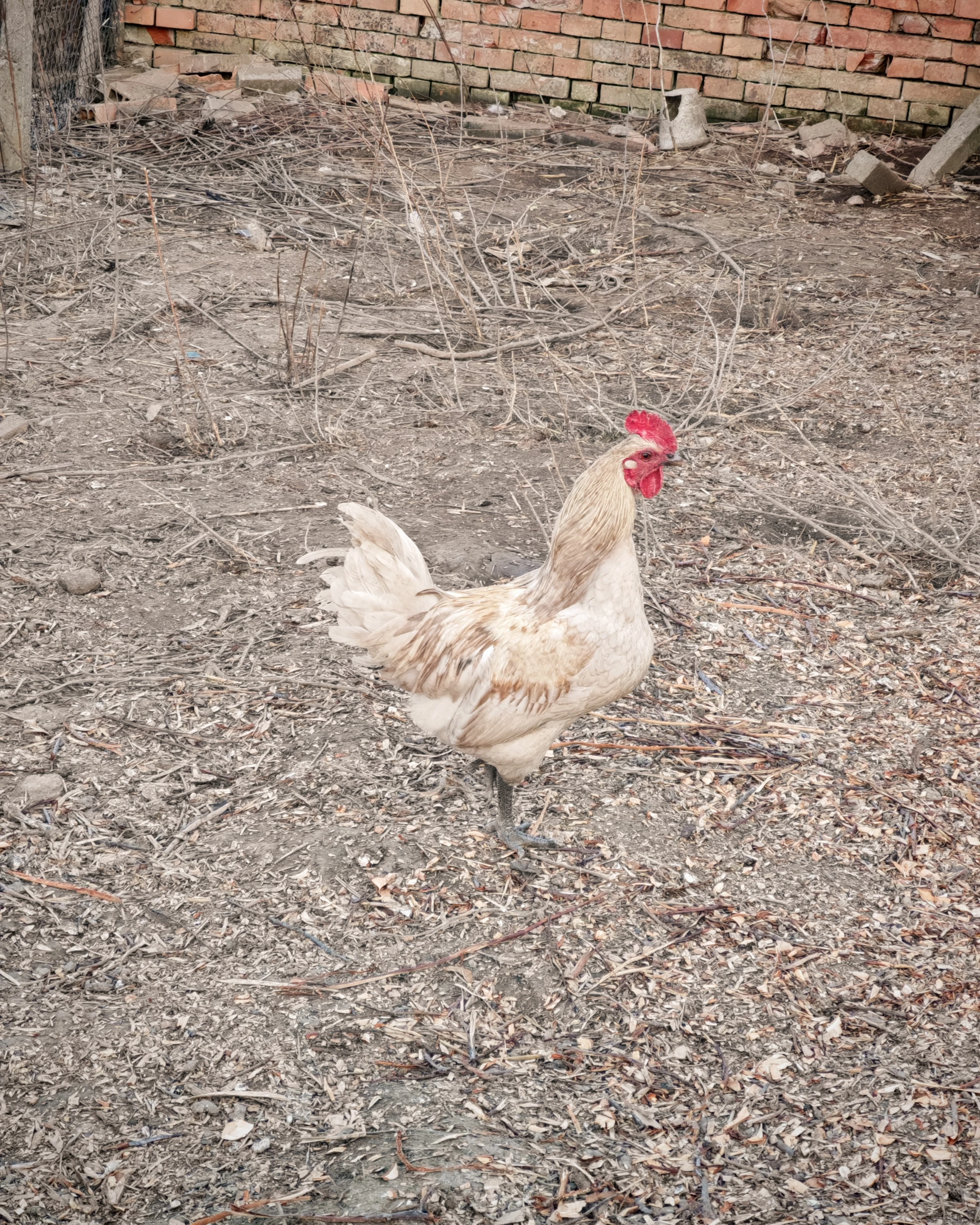 Kohout – stáří 9/2025, kříženec (otec Cemani)