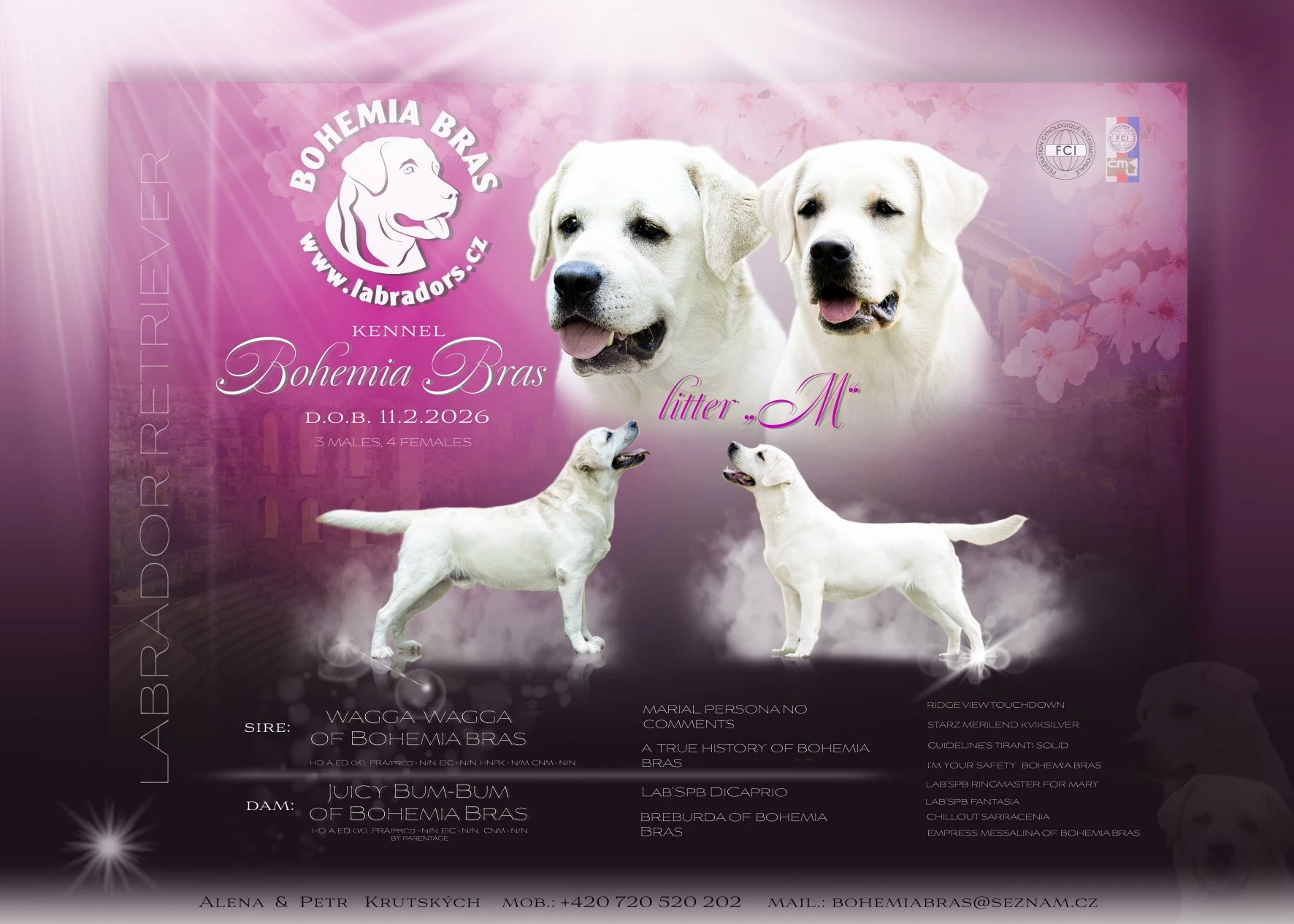 Labrador retriever – smetanová štěňátka