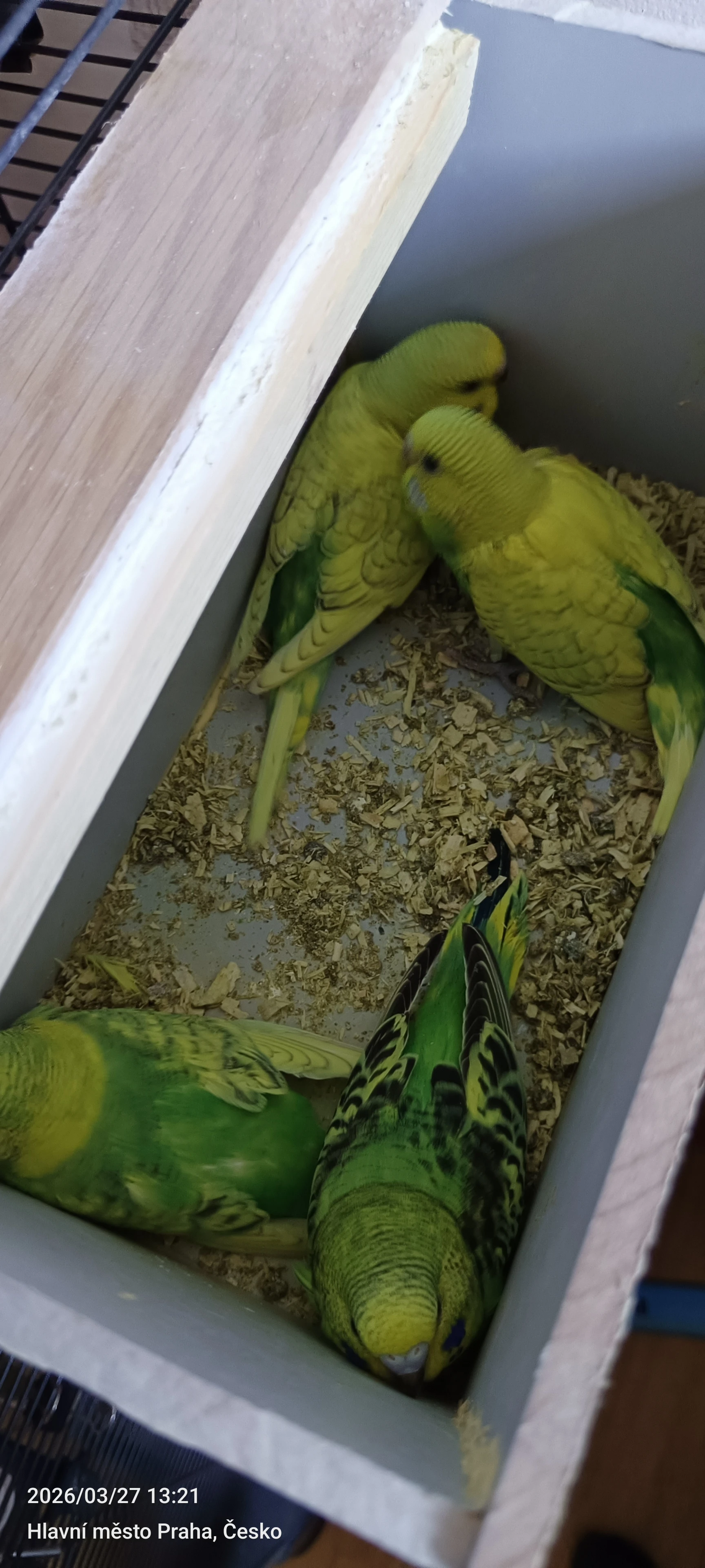 Andulky z budky 4krát