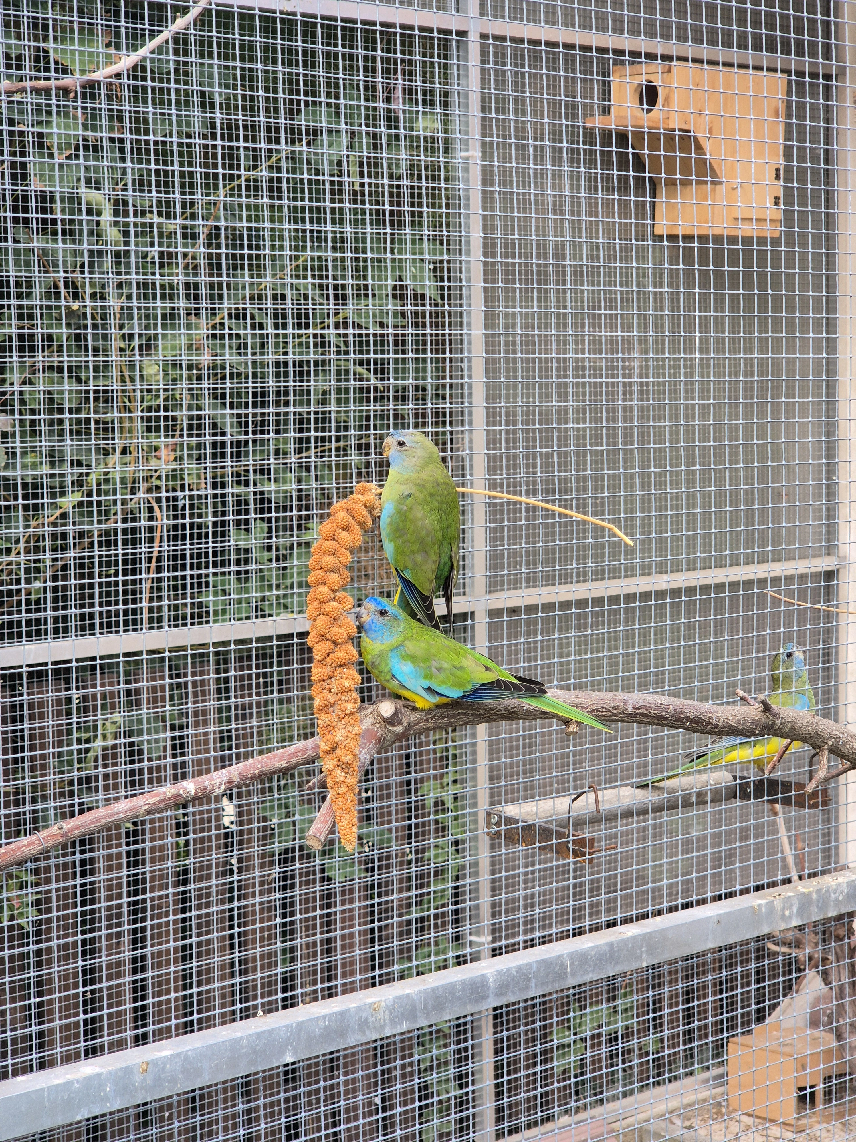 Prodám samici neofemy modrohlavé