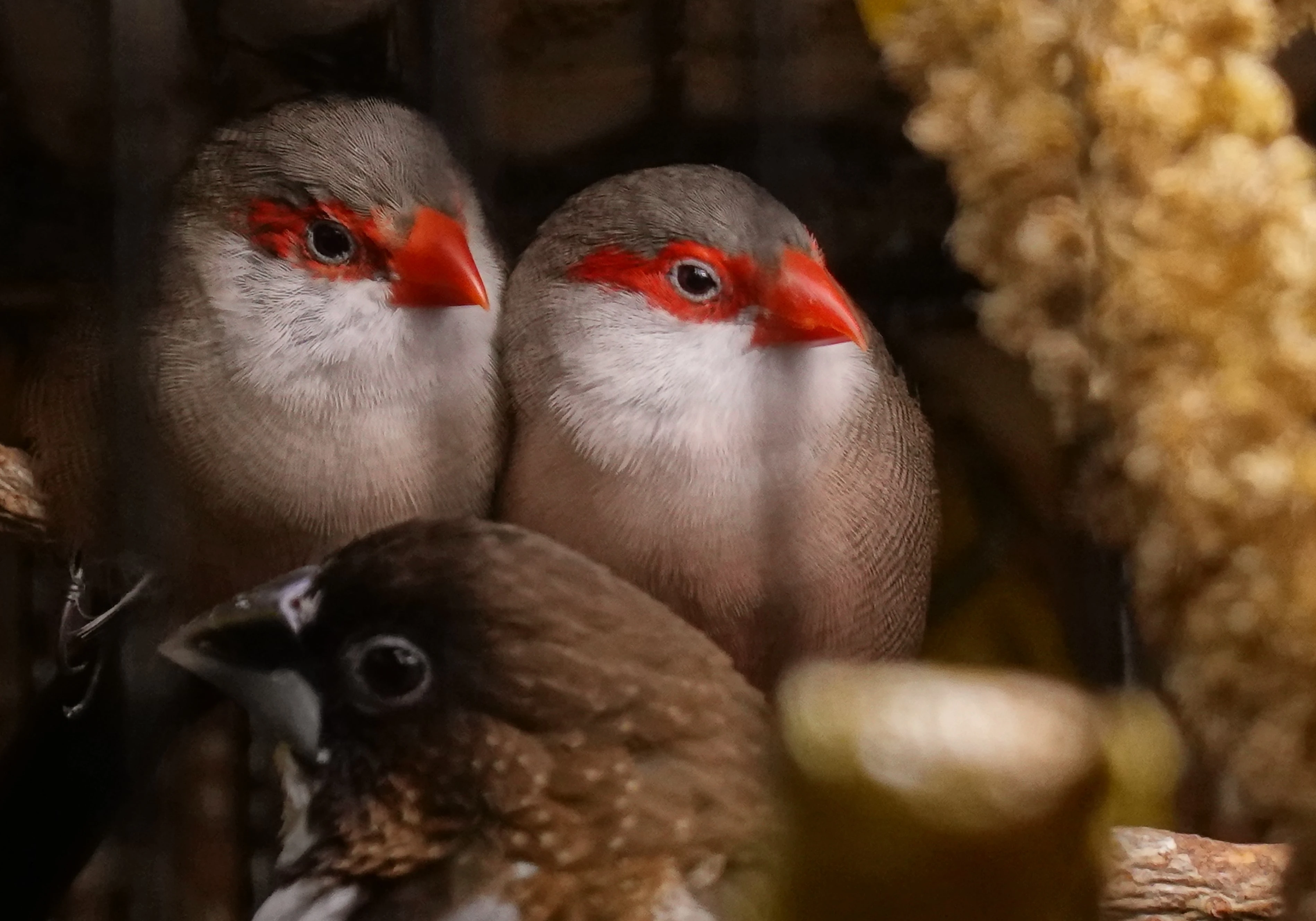 Astrild vlnkovaný (nebo příbuzný)
