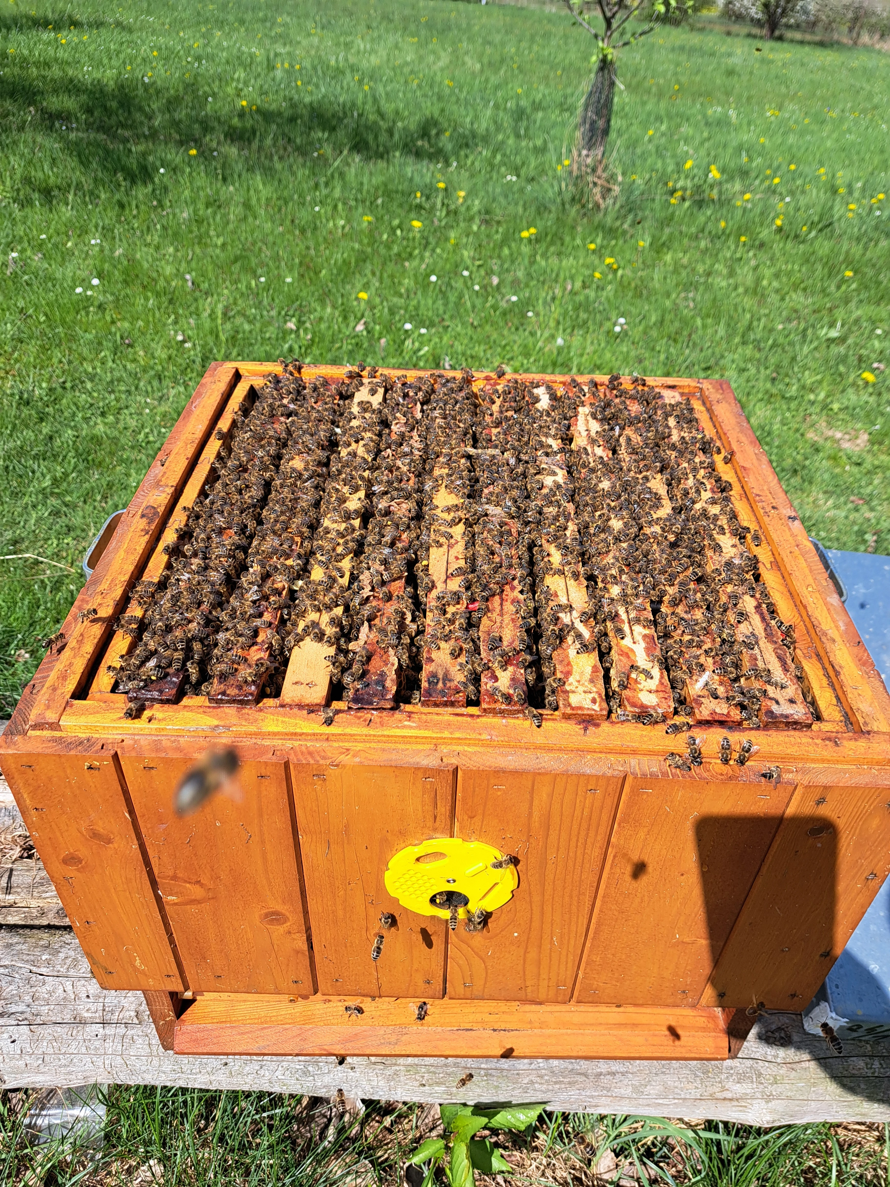 Prodám vyzimovaná včelstva ,oddělky