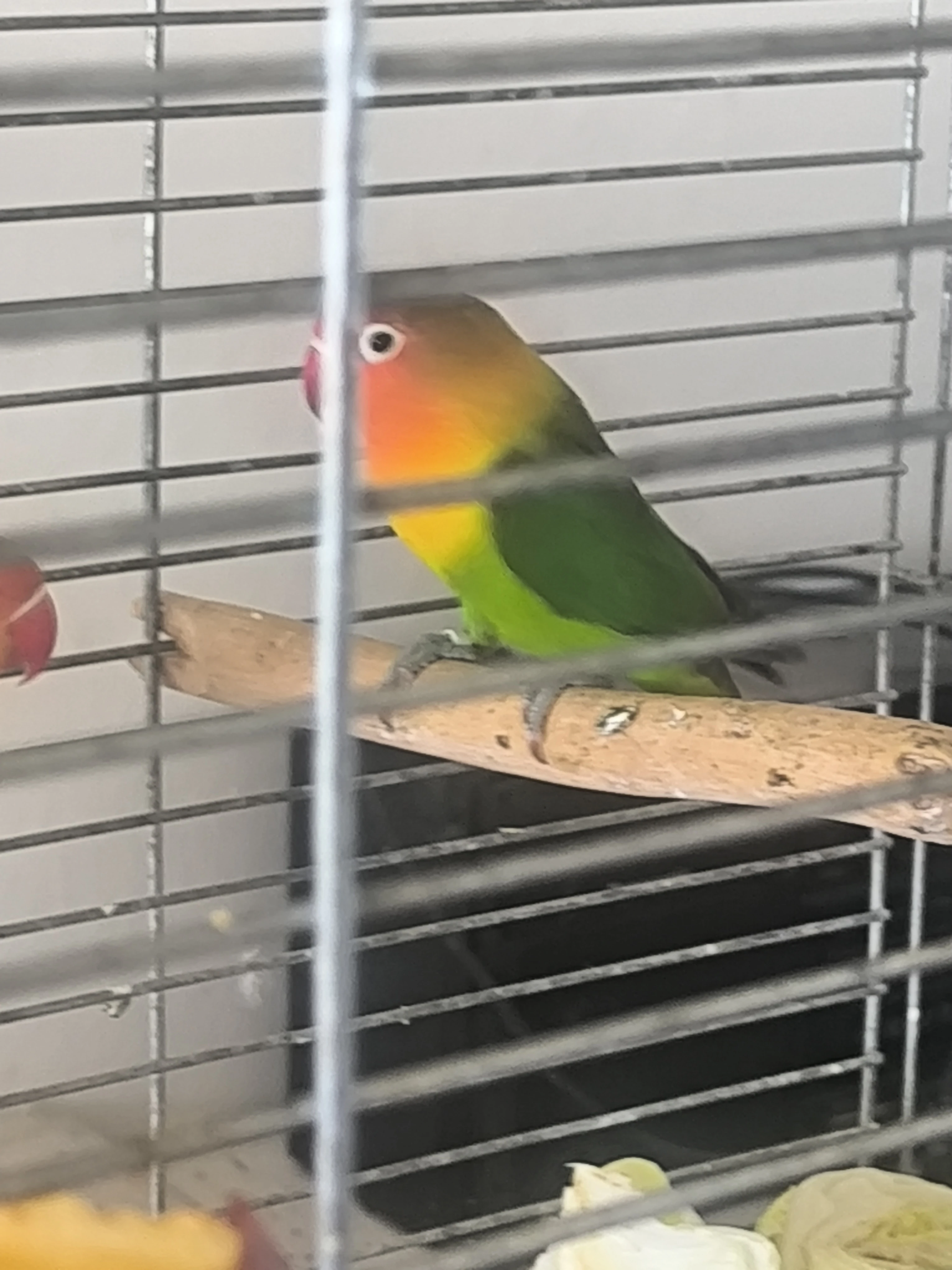 Agapornis Fisery par