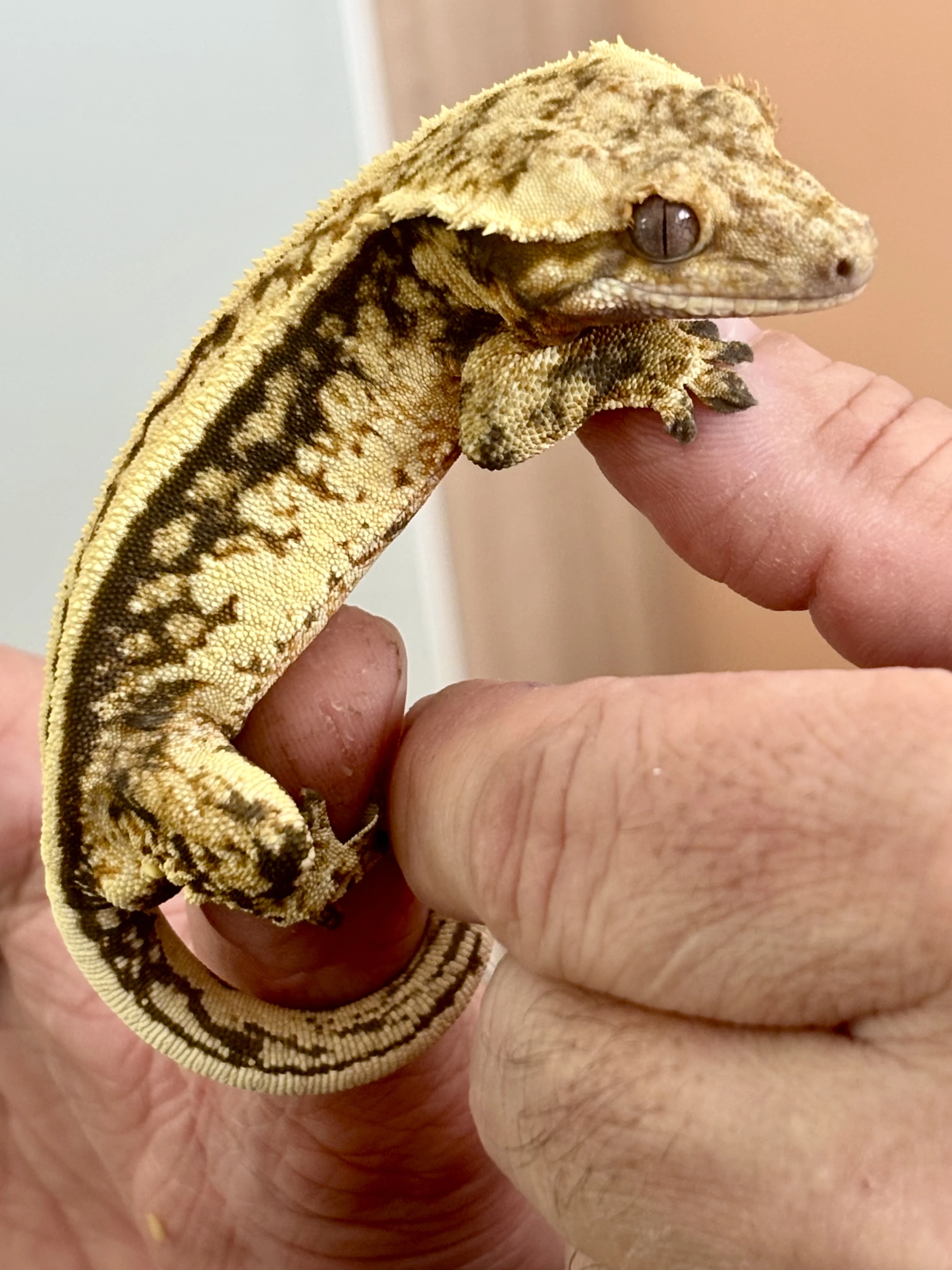 Pagekon rasnaty - samec Full Pinstripe 30g