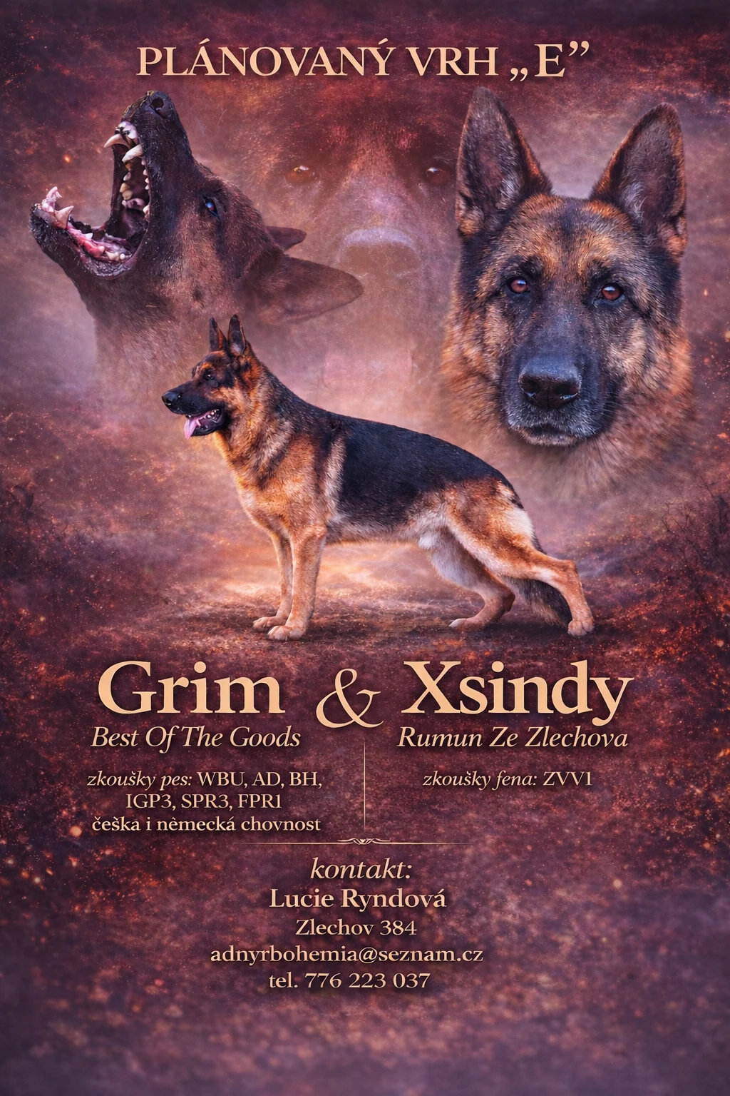 Německý ovčák - štěňátka s PP typu Rex