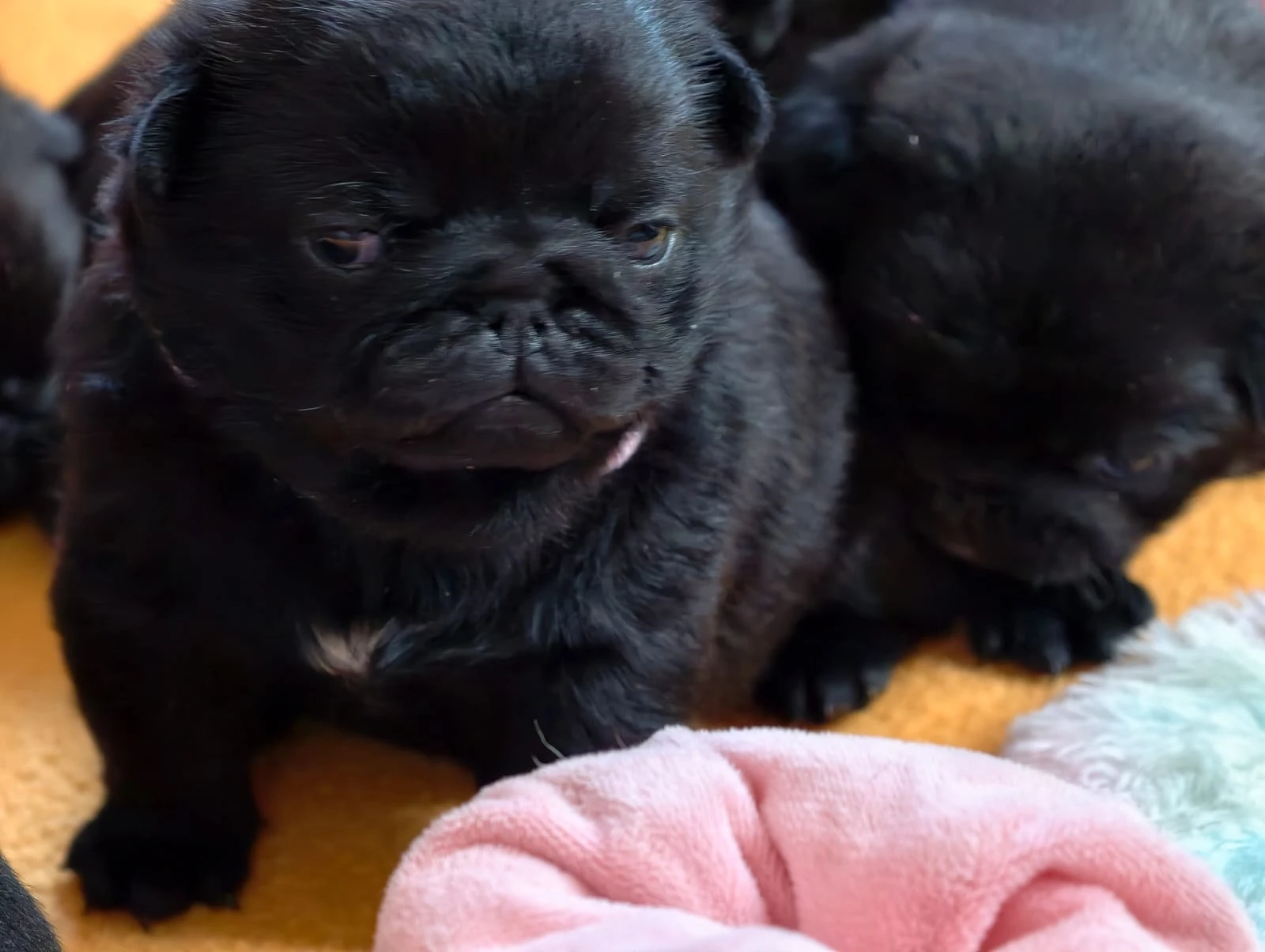 Štěňátka mopsíků