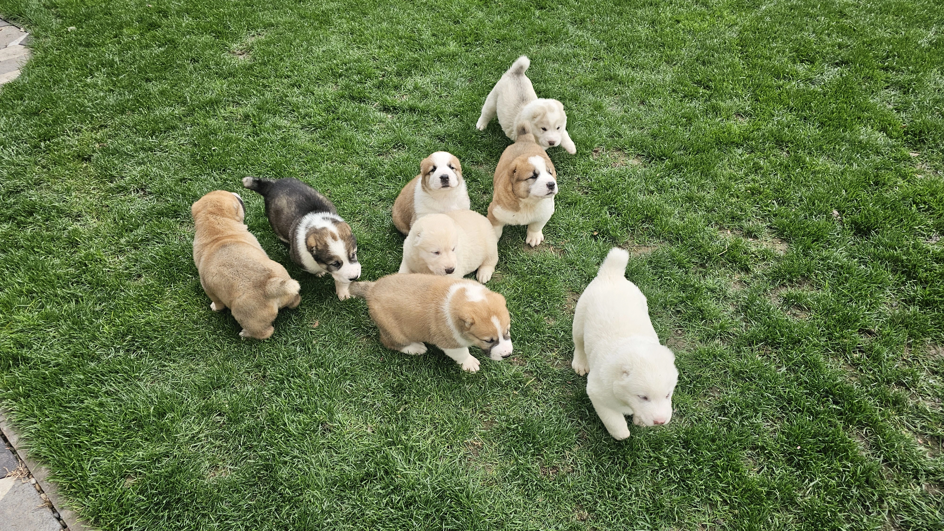 Stredoázijský pastiersky pes – šteniatka s PP z chovnej stanice Al-Azhar