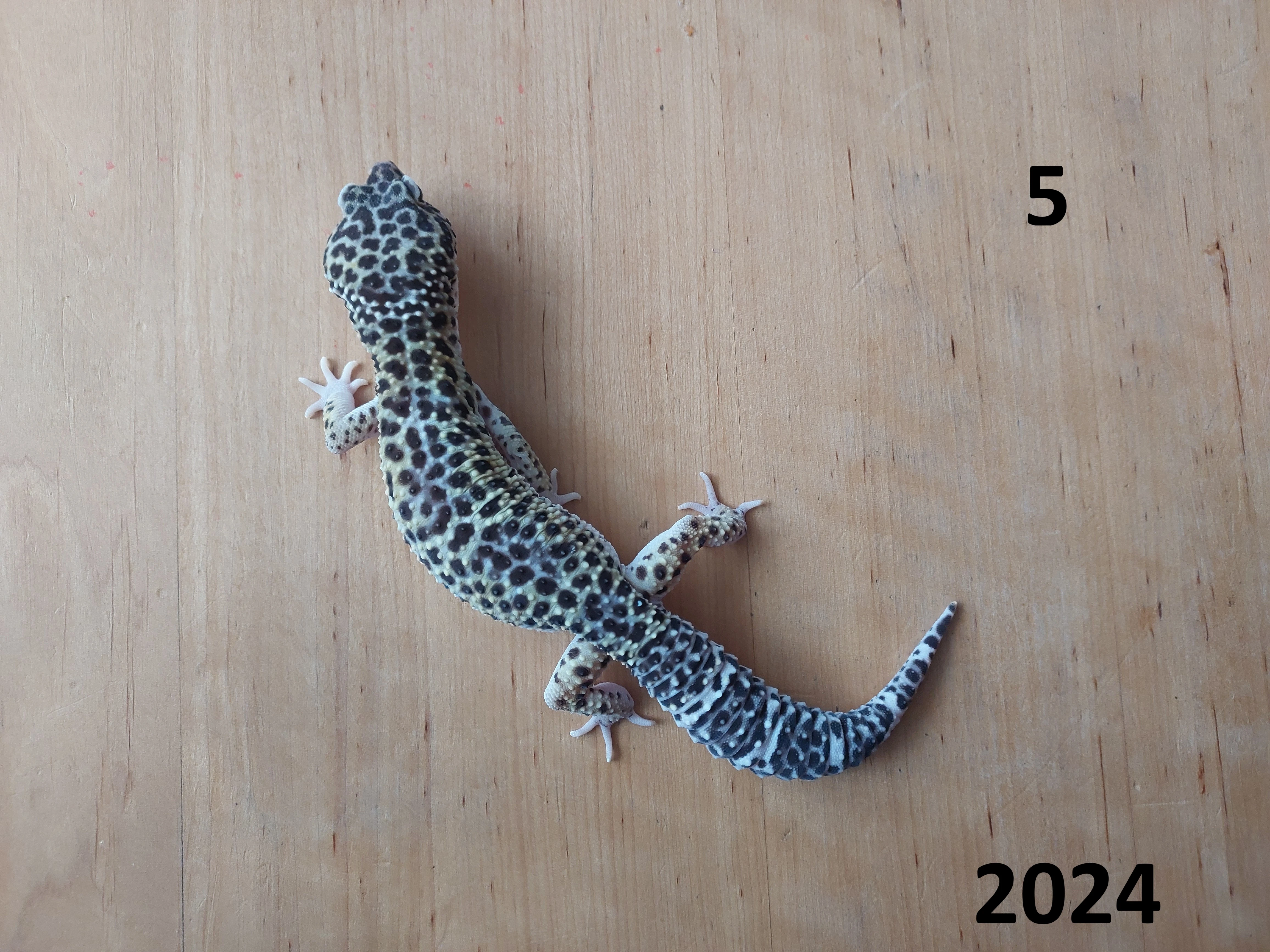 Samečci roku 2025 a roku 2024