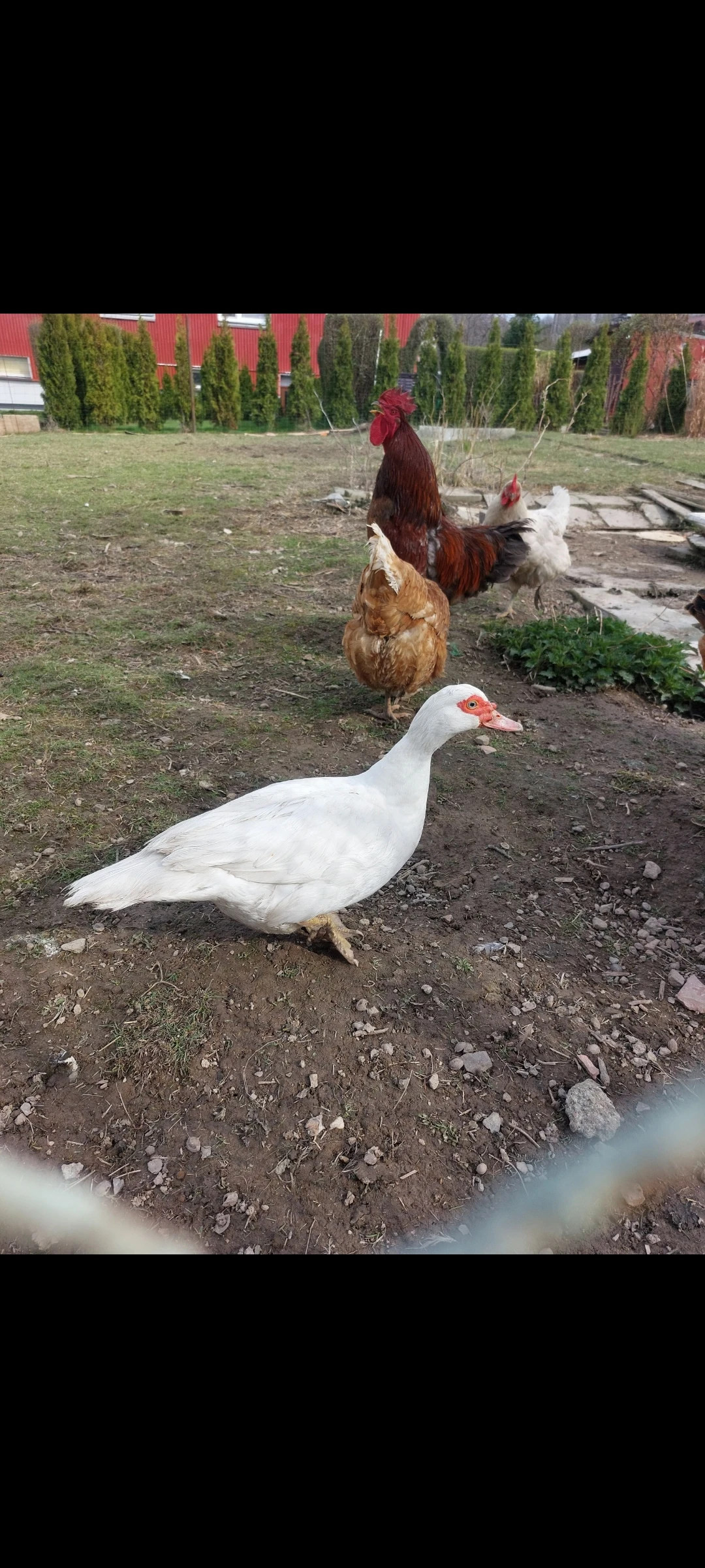 Prodám Kachnu pižmovou