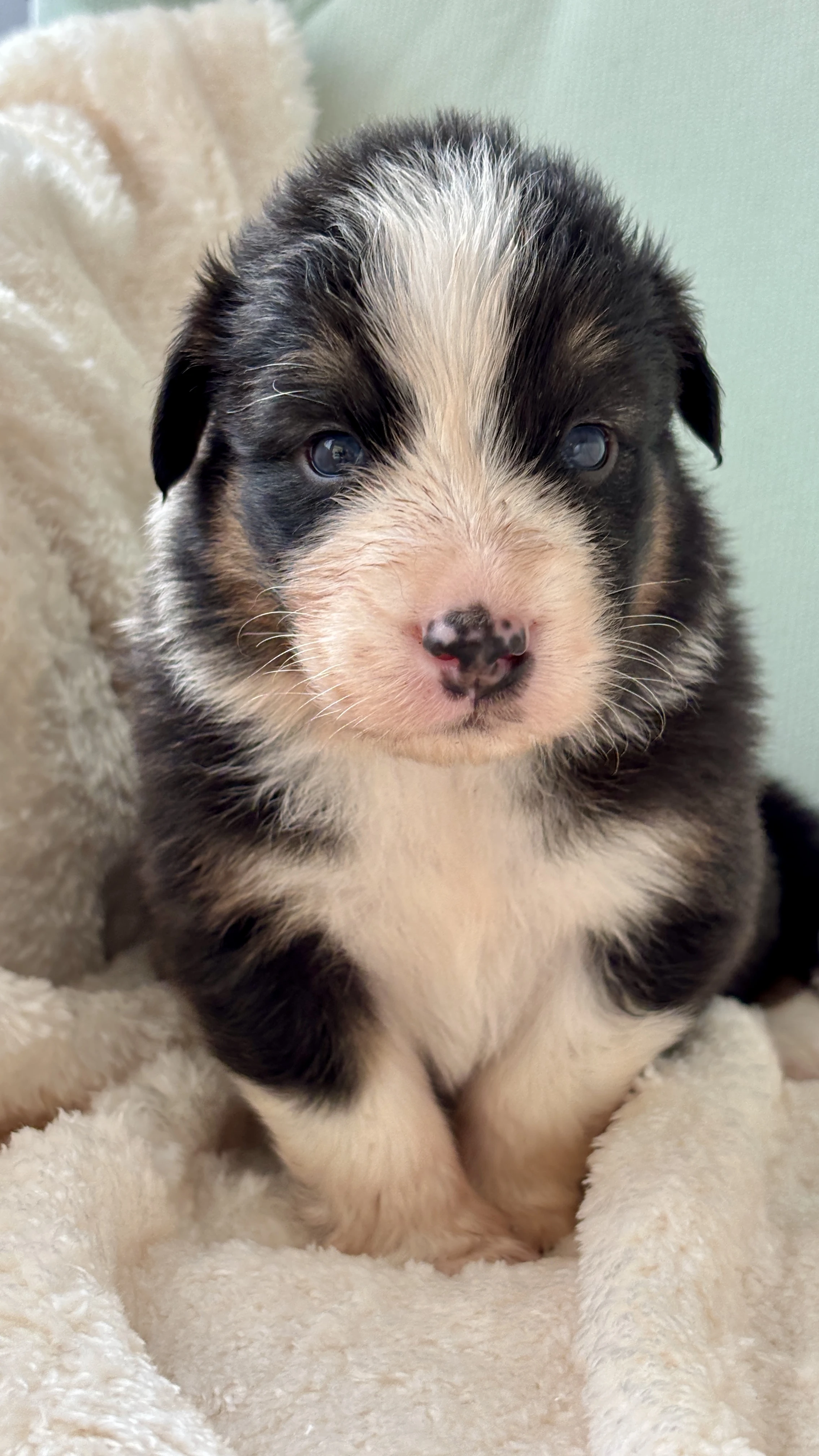 Brax Australaland - australský ovčák s PP