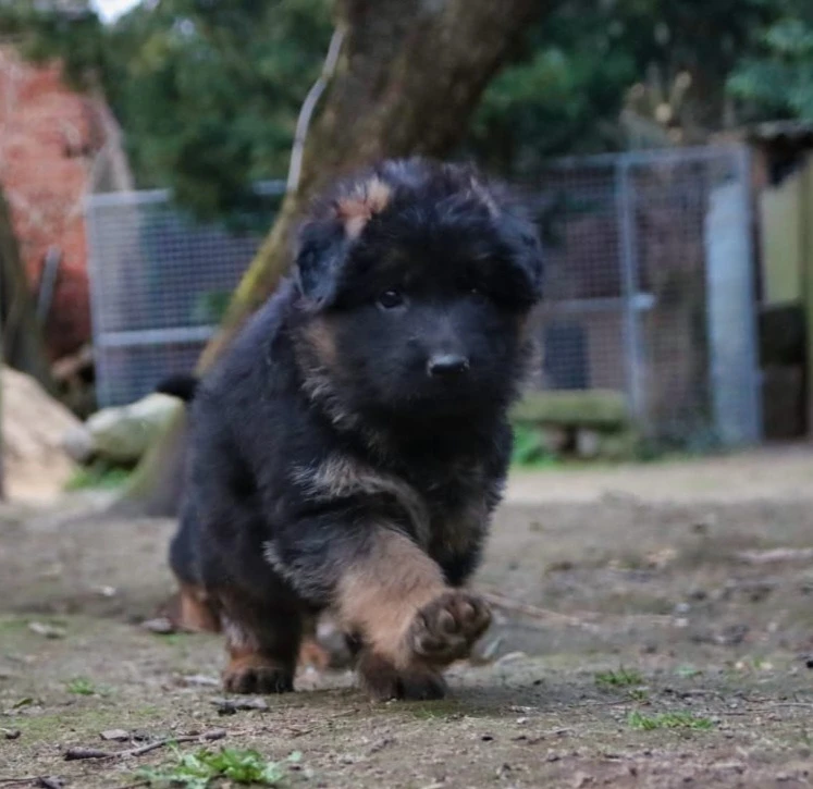 Štěňátka německý ovčák s PP