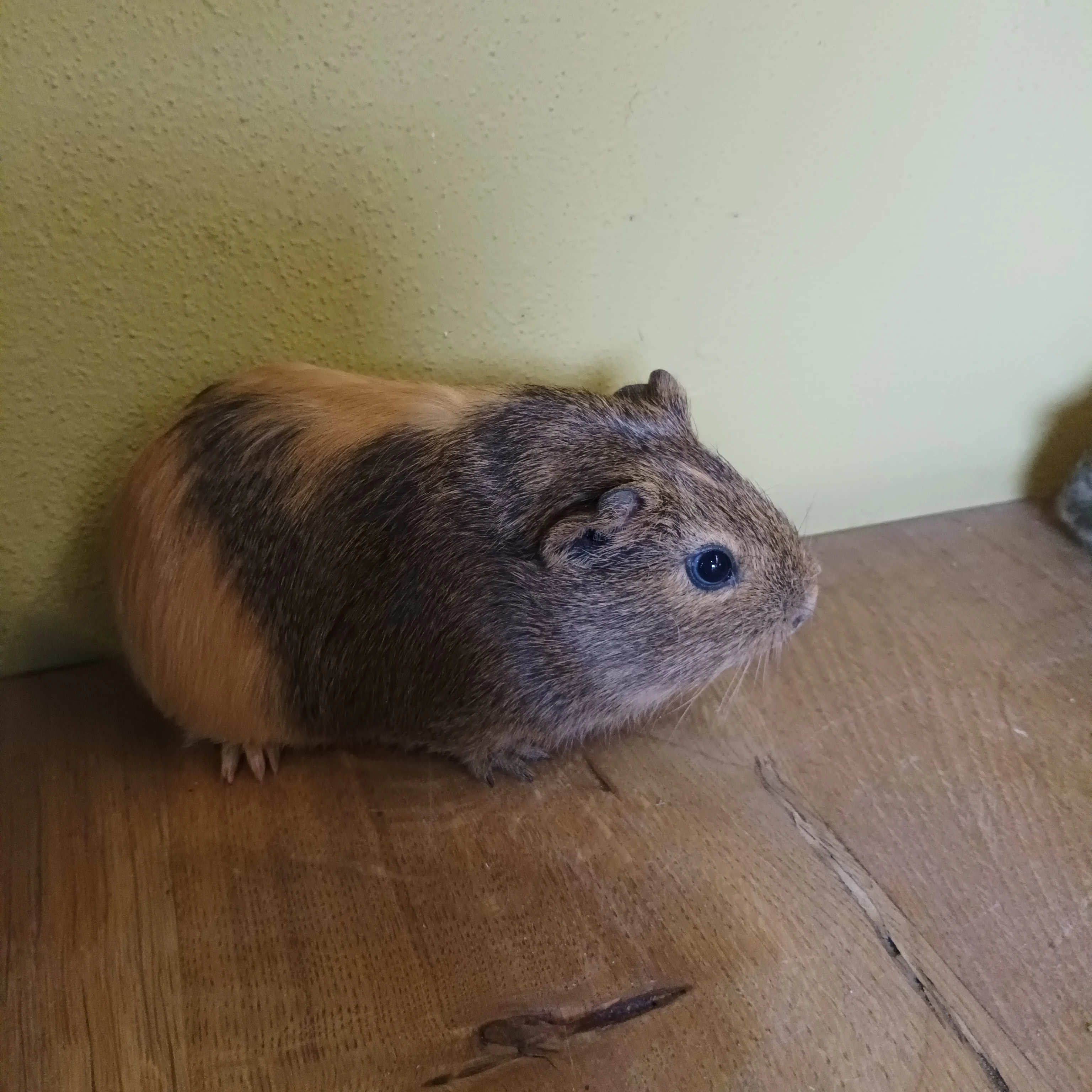 Prodám morčata-samičky