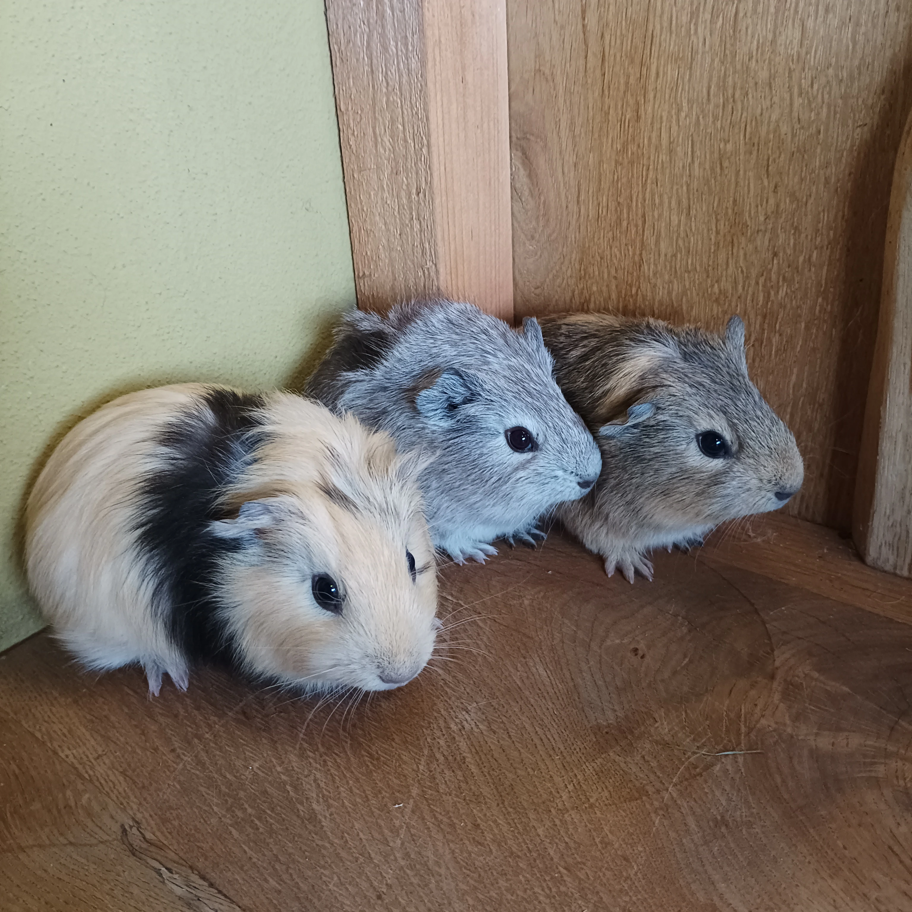 Prodám morčata-samečci