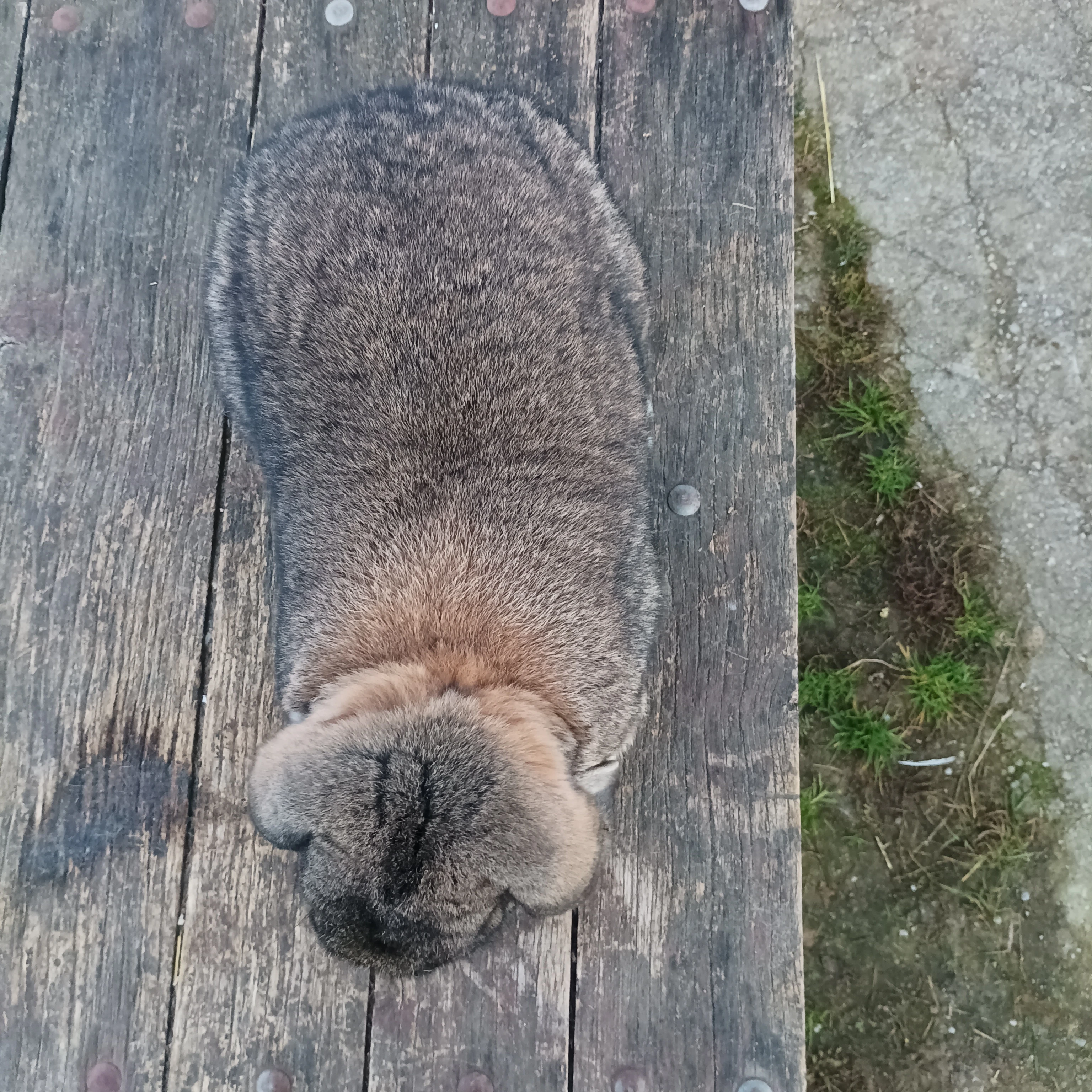 Prodám Francouzské berany -samci