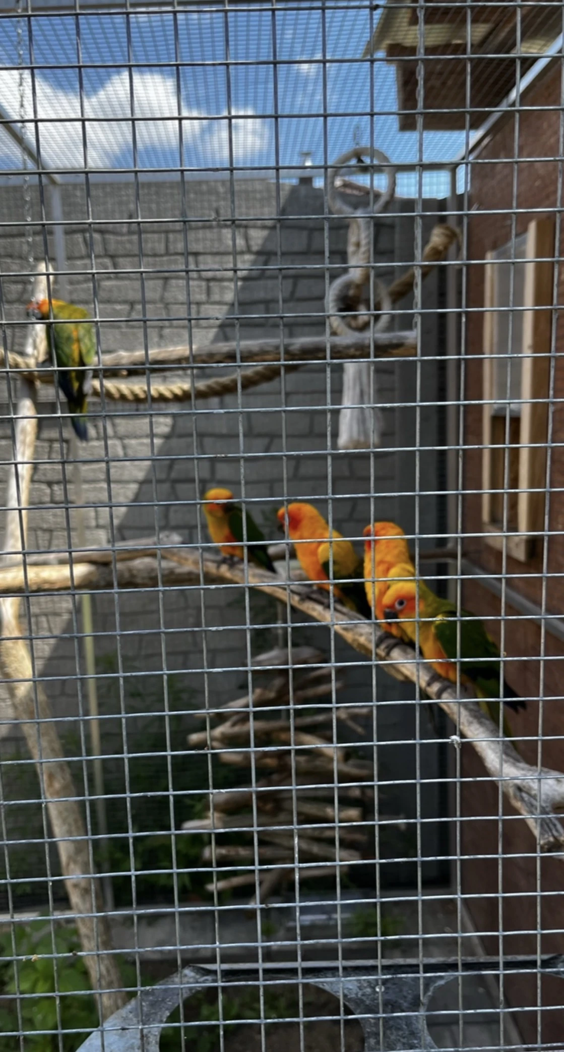 Aratinga Sluneční 2025