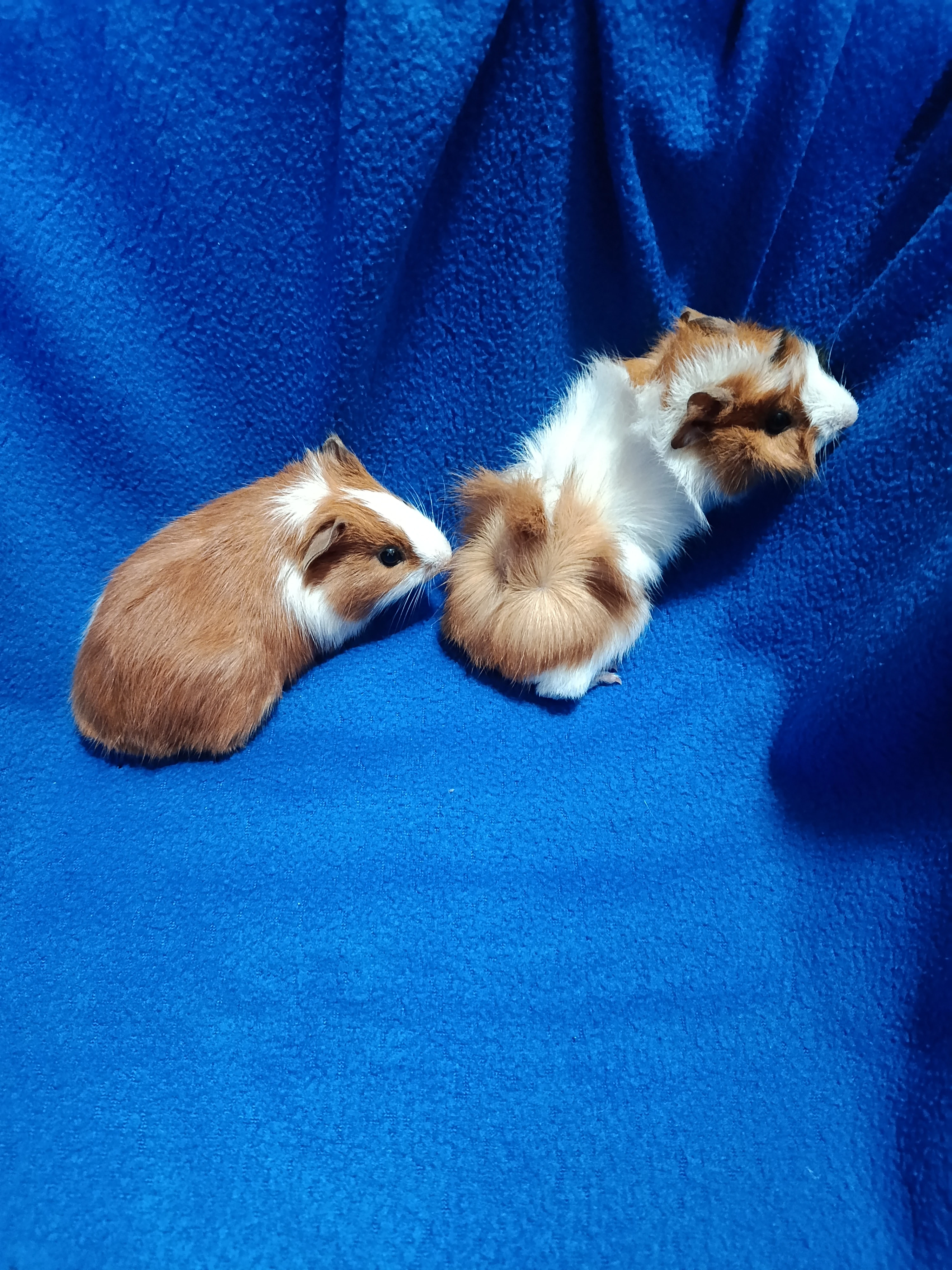 Morčátka rozeta a hladkosrstá