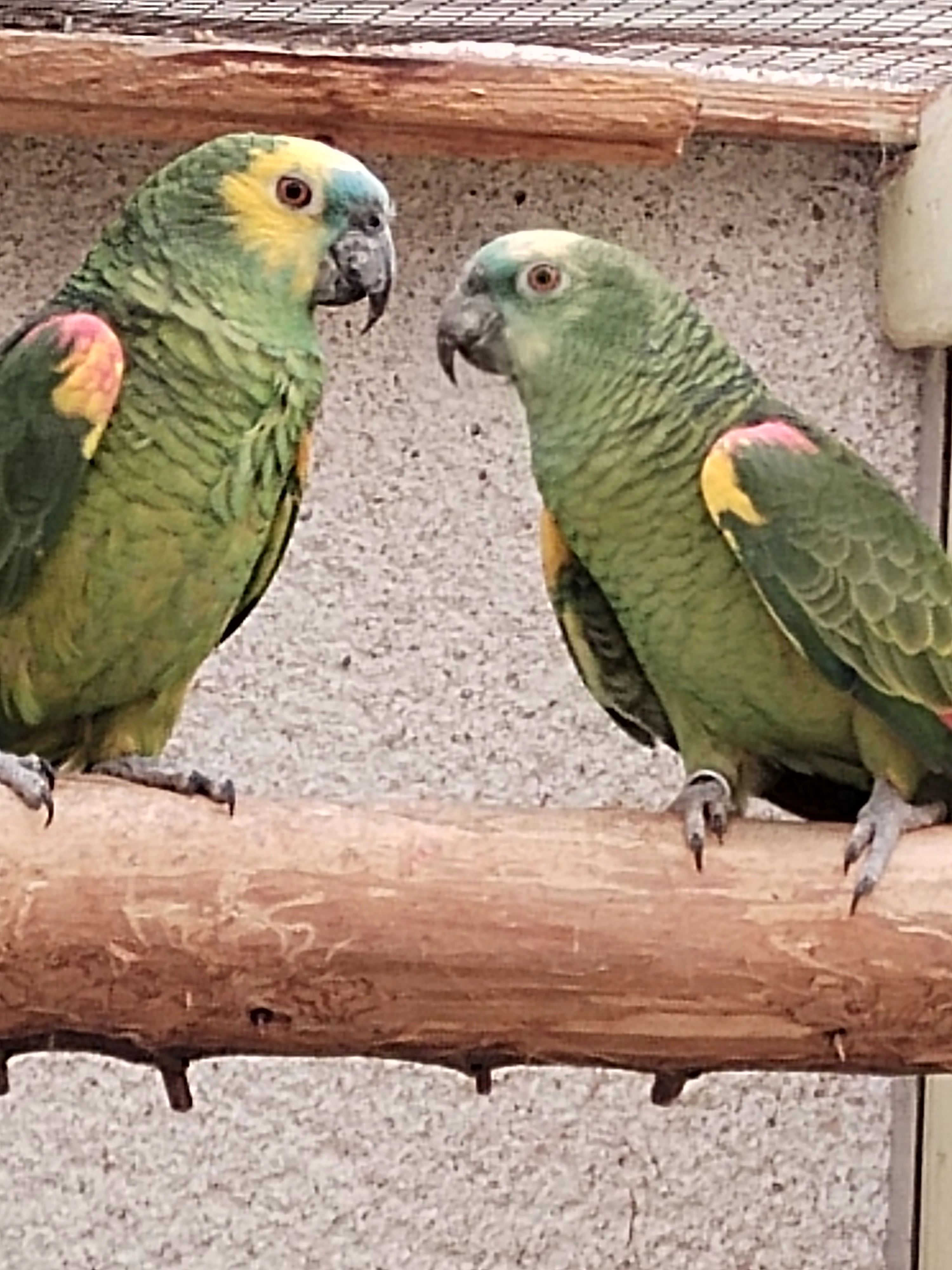 Amazoňan modročelý