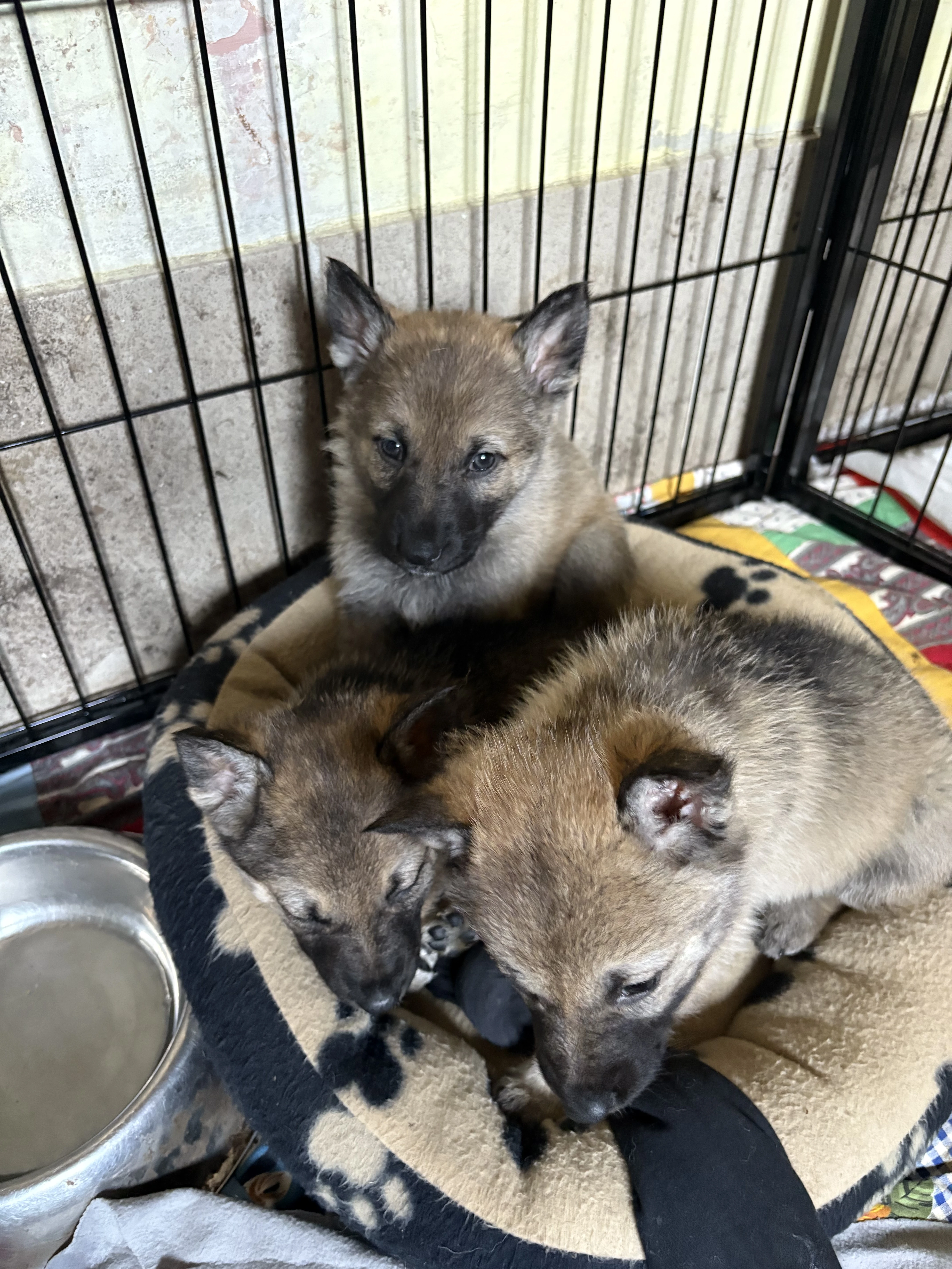 Štěňátka no x čsv