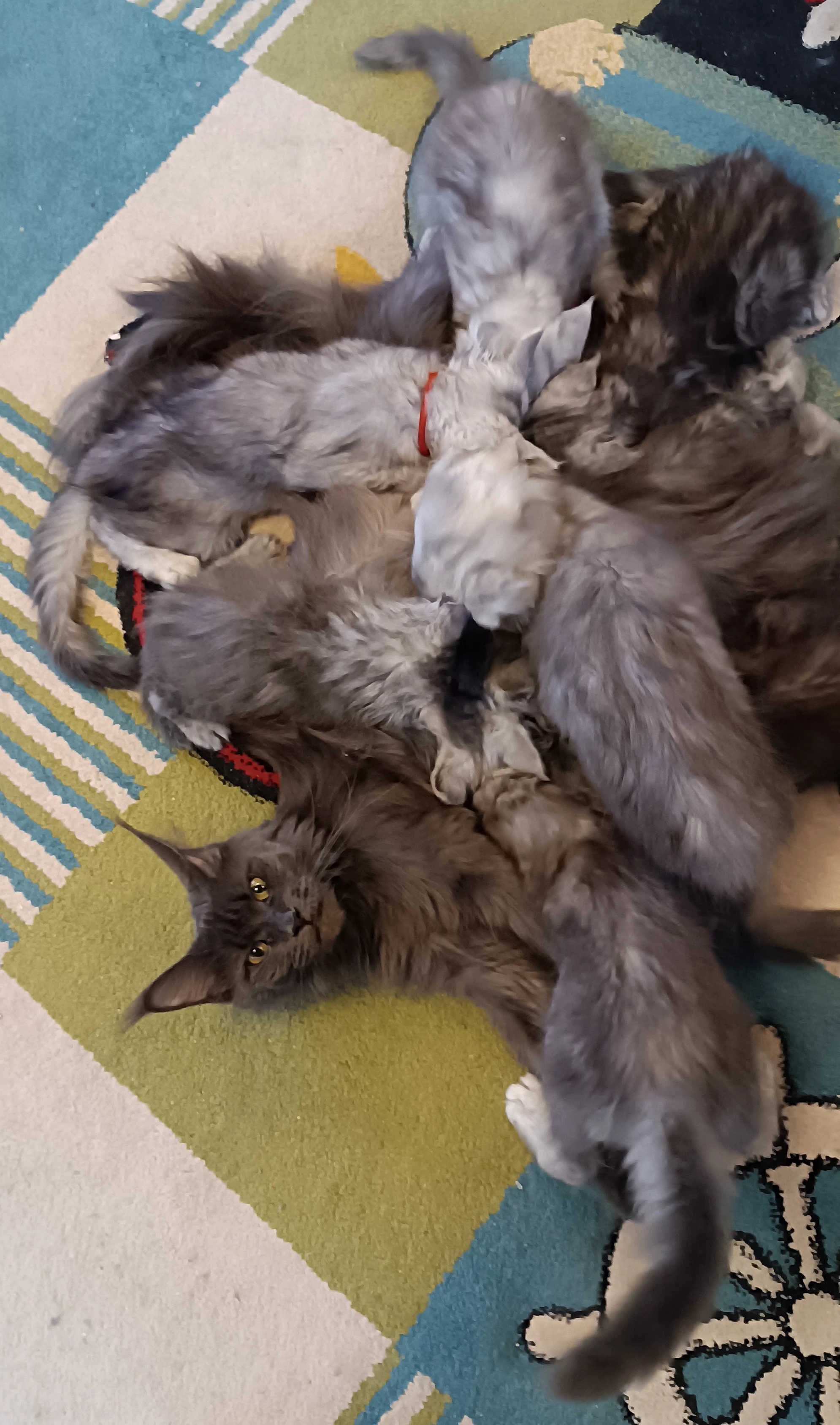 Mainská mývalí kočka poslední volná koťátka