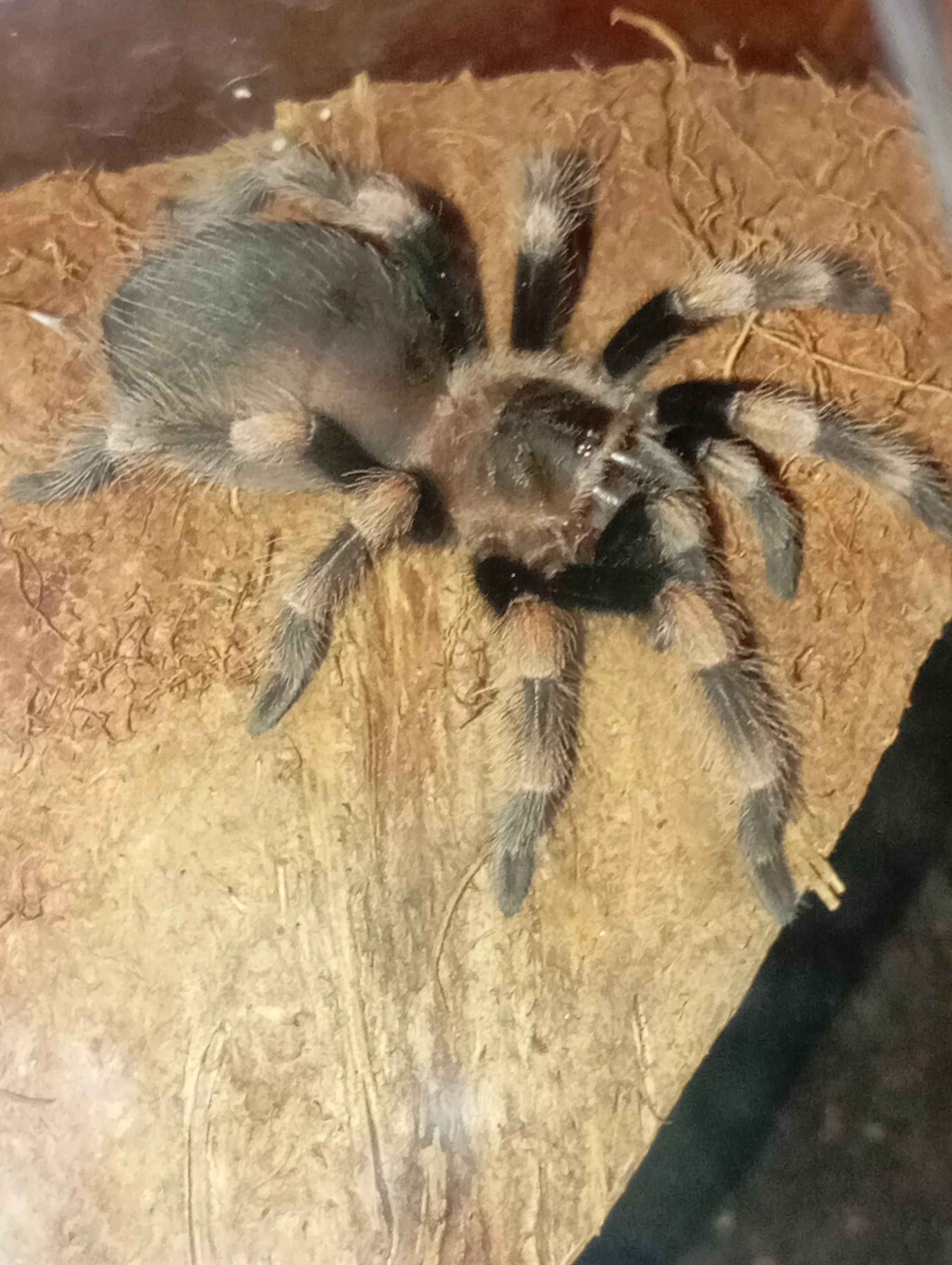 Brachypelma hamorii-samec akutní