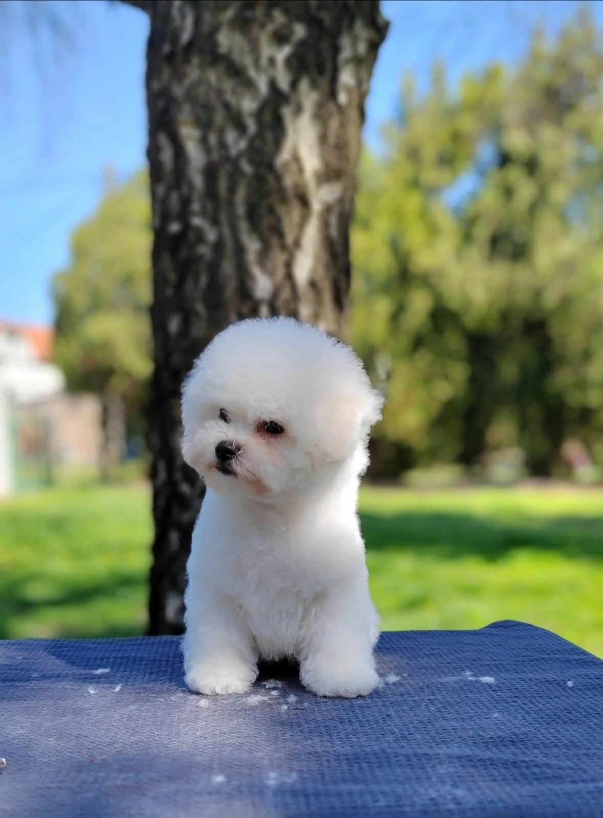 Bichon Frisé Krásná štěňata