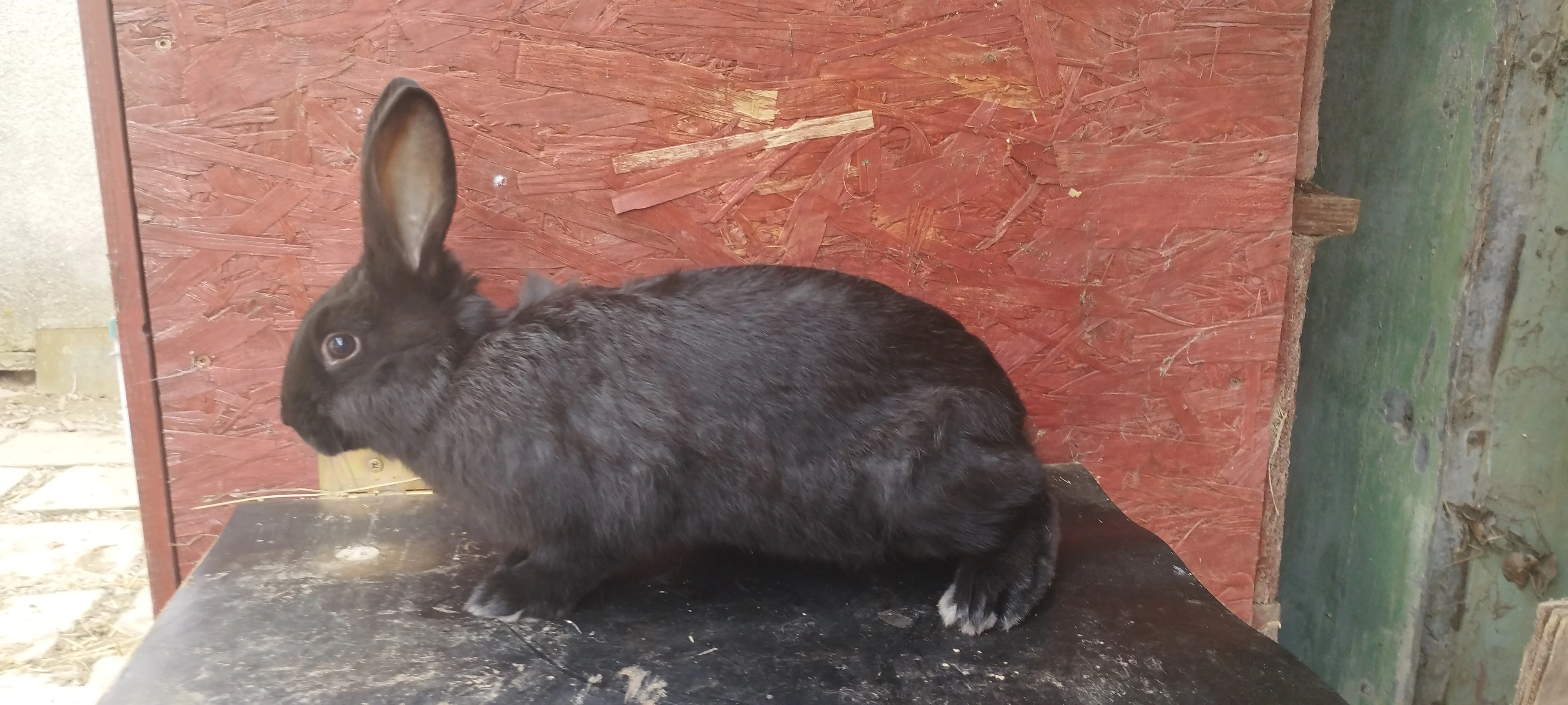 Kříženci HylaX Vídeňský modrý