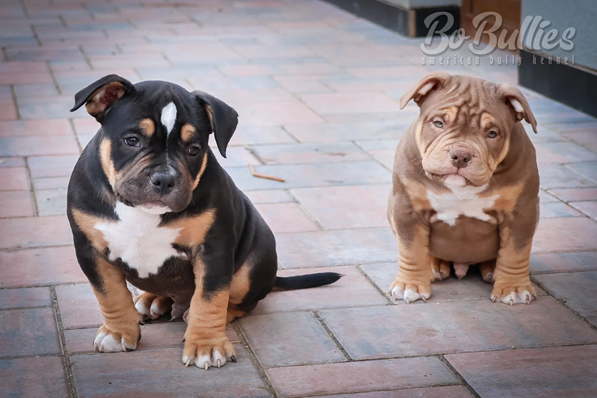 Již k odběru Luxusní American bully pocket ABKC