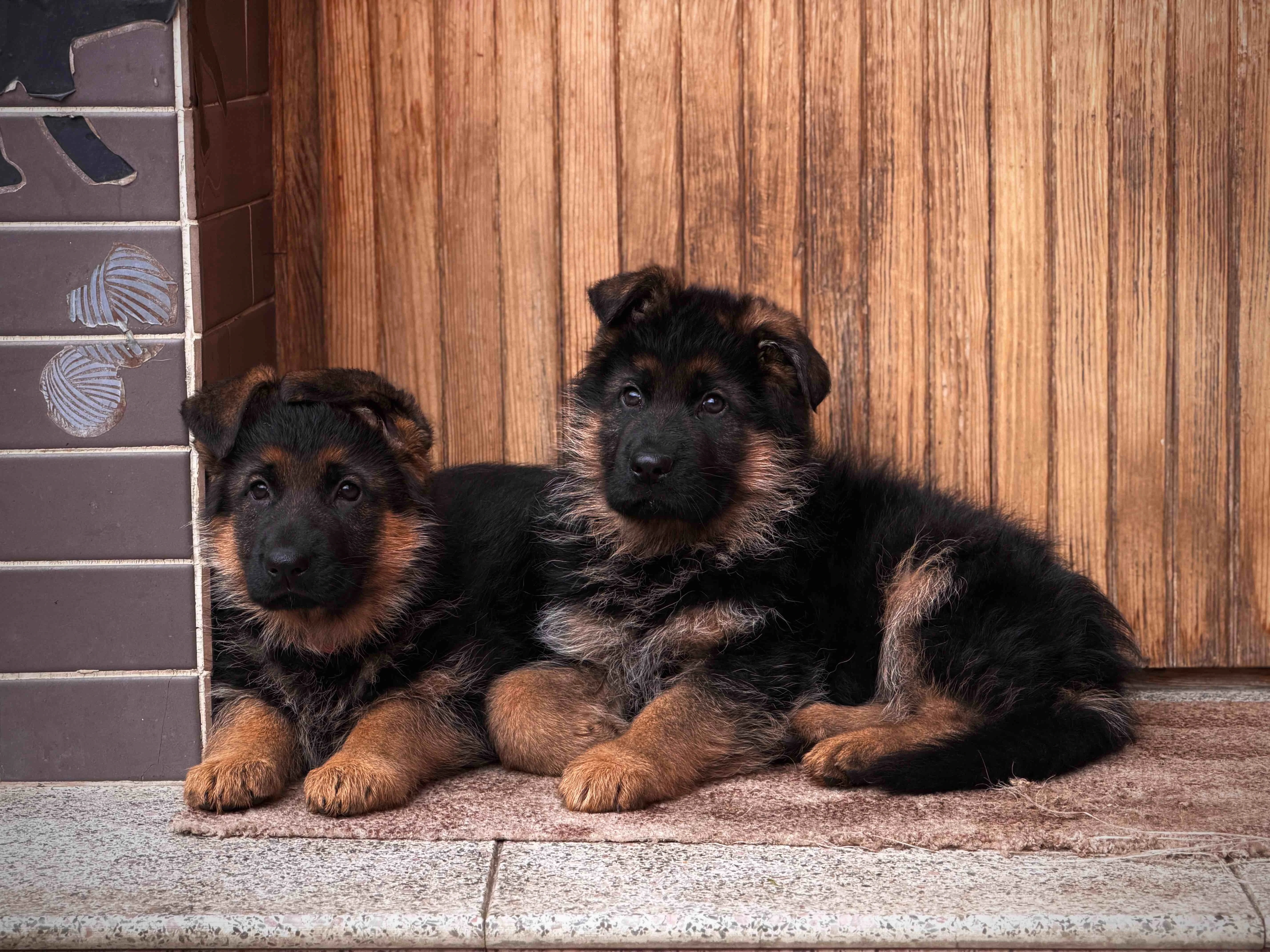 Německý ovčák - štěňata s PP - ihned k odběru