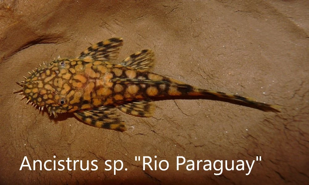 L-sumci, krunýřovci - odchovy