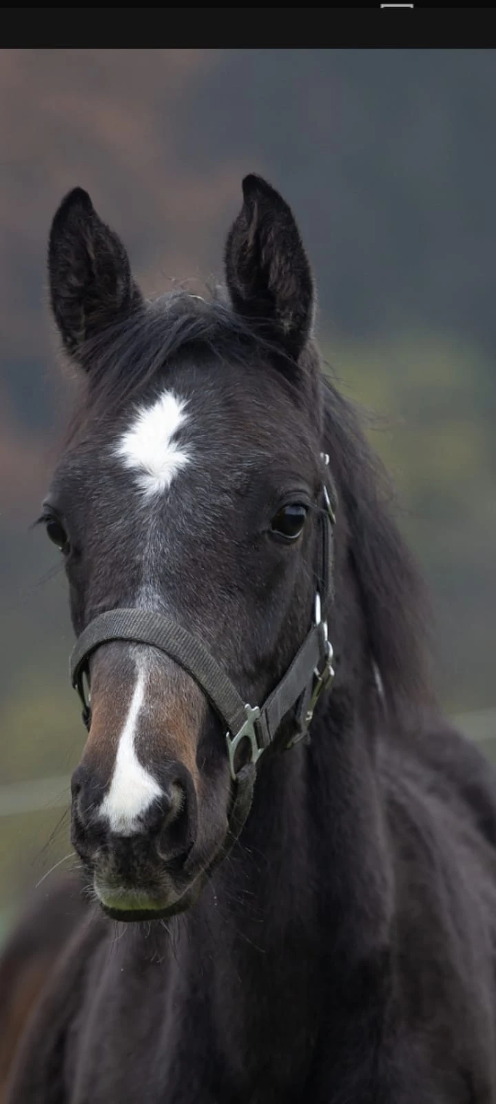 Roční hřebec po Cortydor
