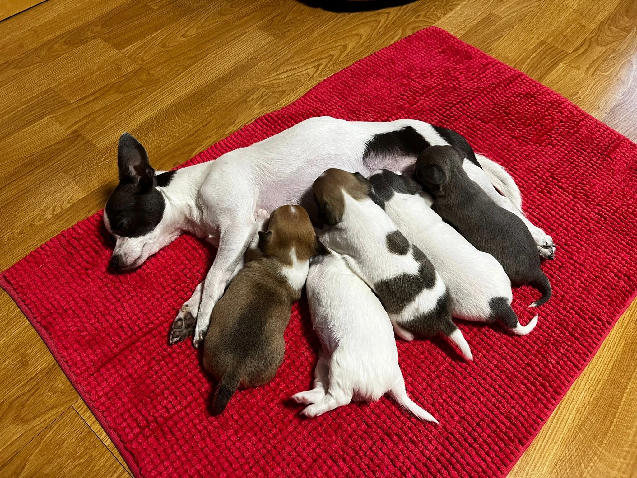 Štěňátka typu Čivava bez PP (Pardubický kraj)