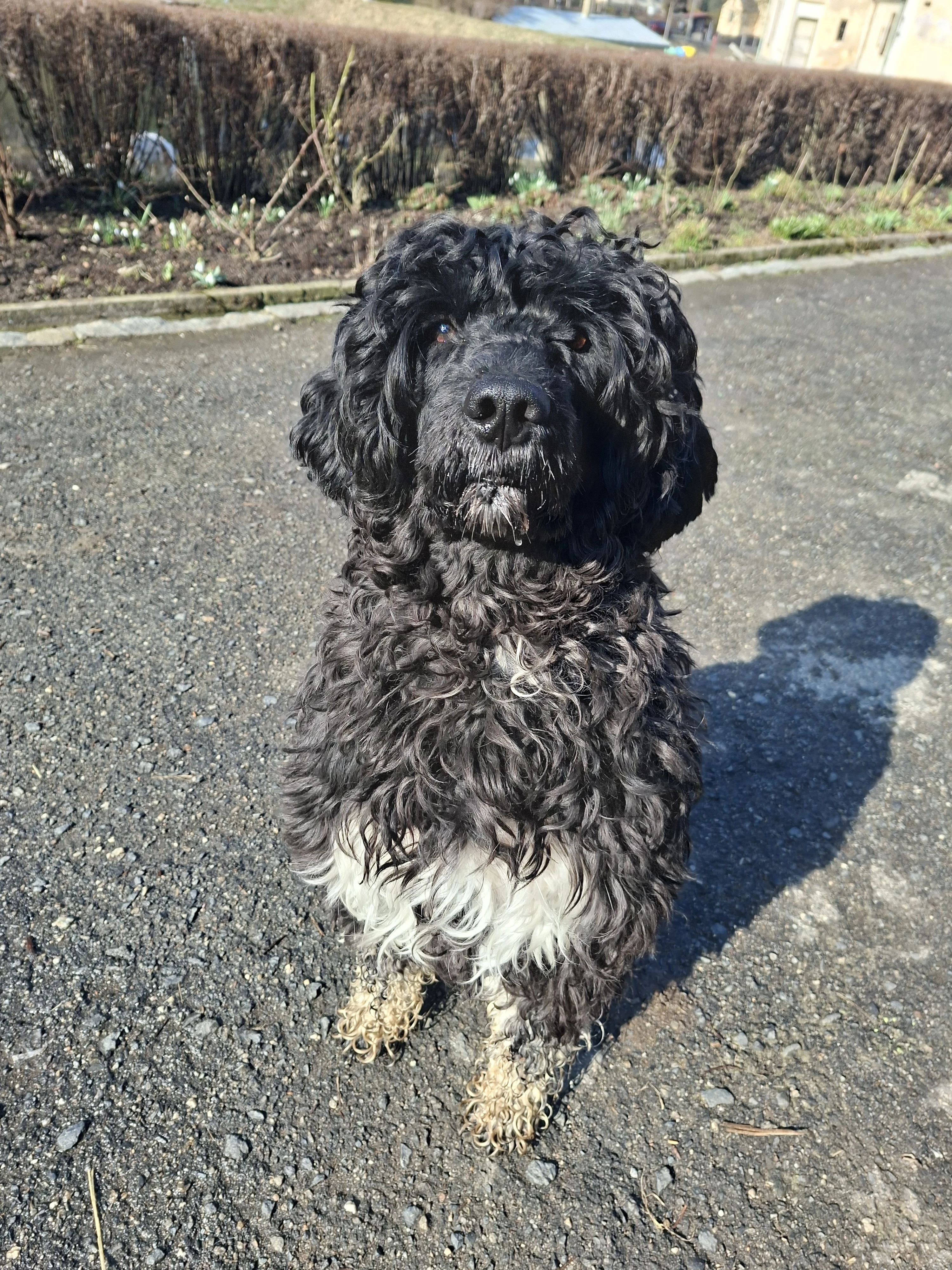 Portugalský vodní pes