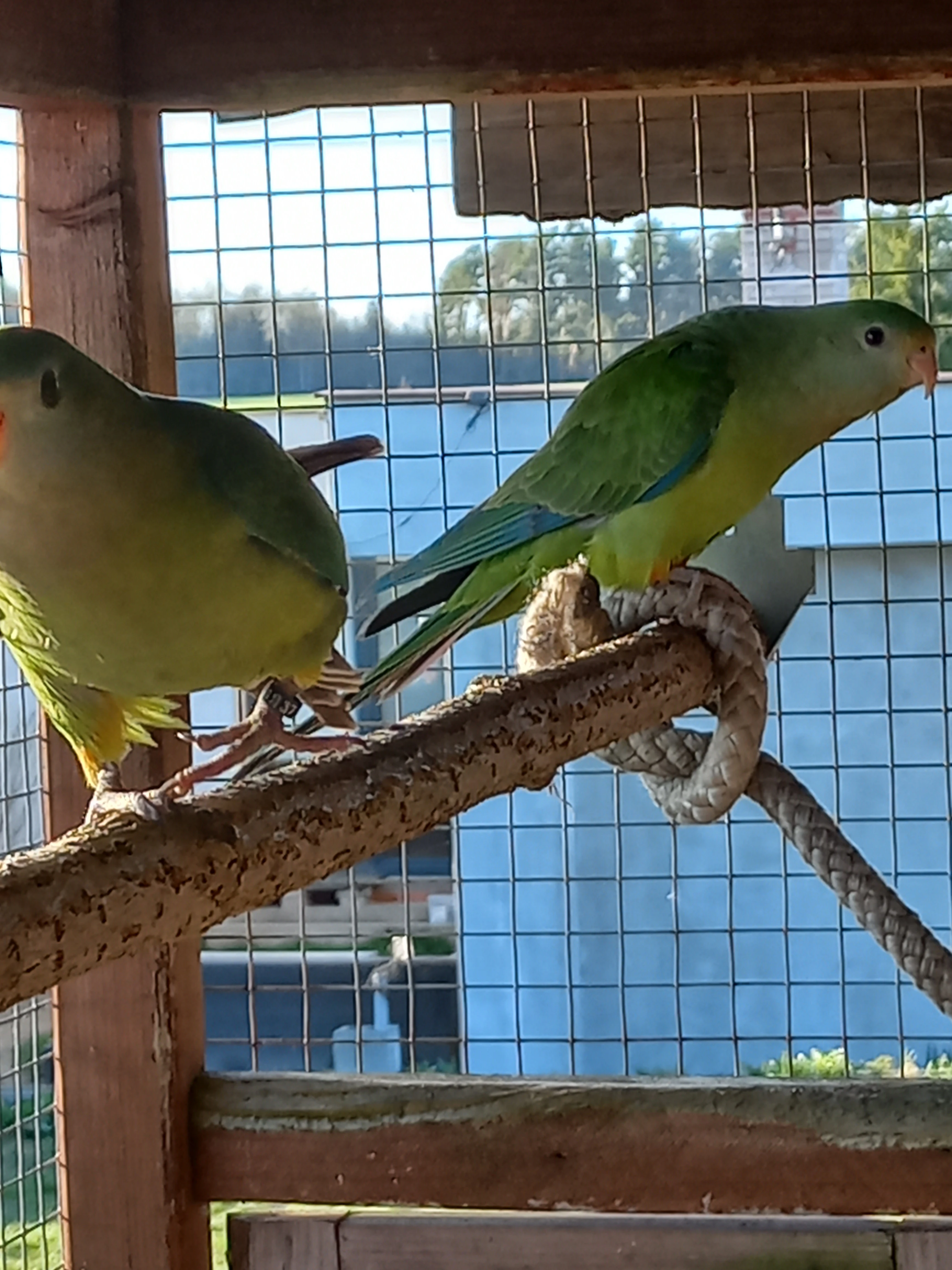 Papoušek nádherný