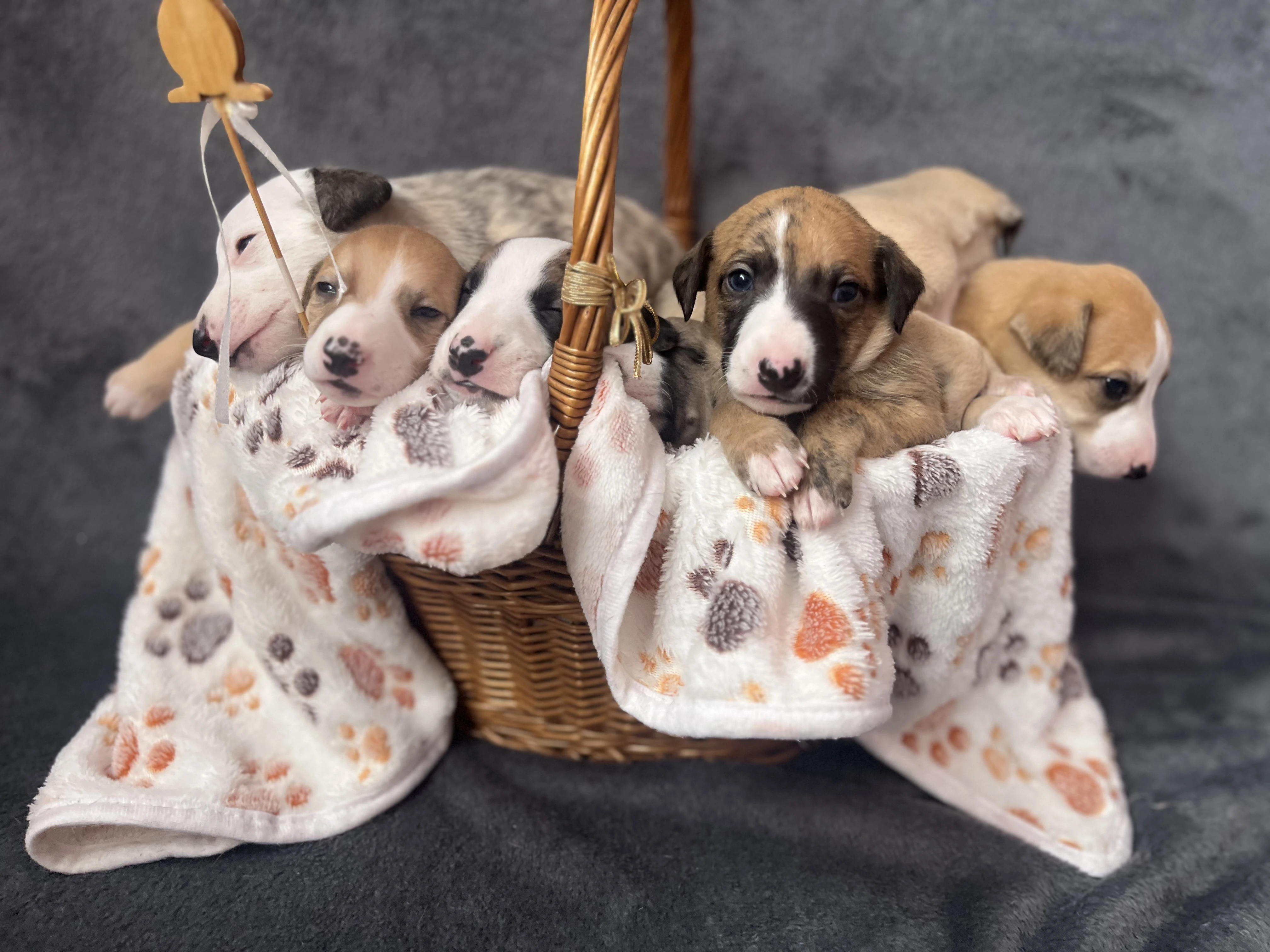 Vipet / whippet s PP