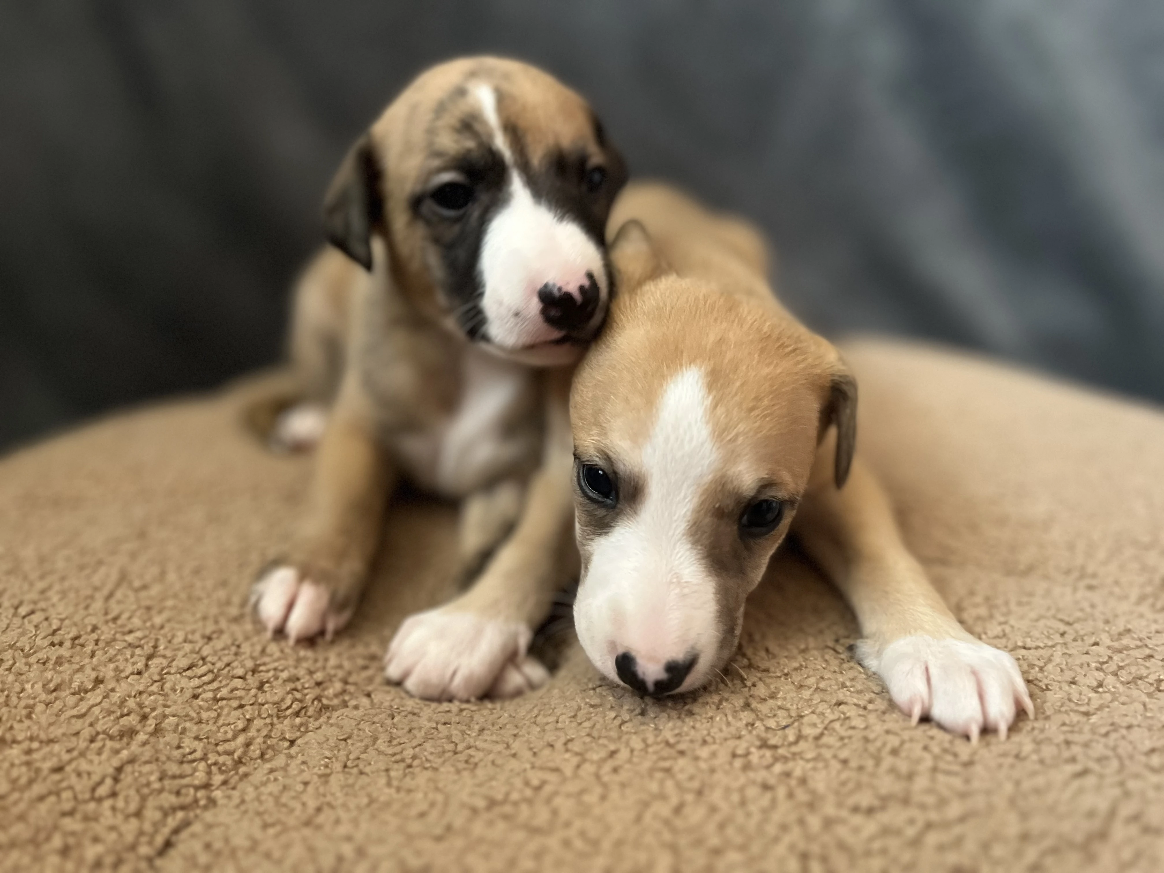 Vipet / whippet s PP